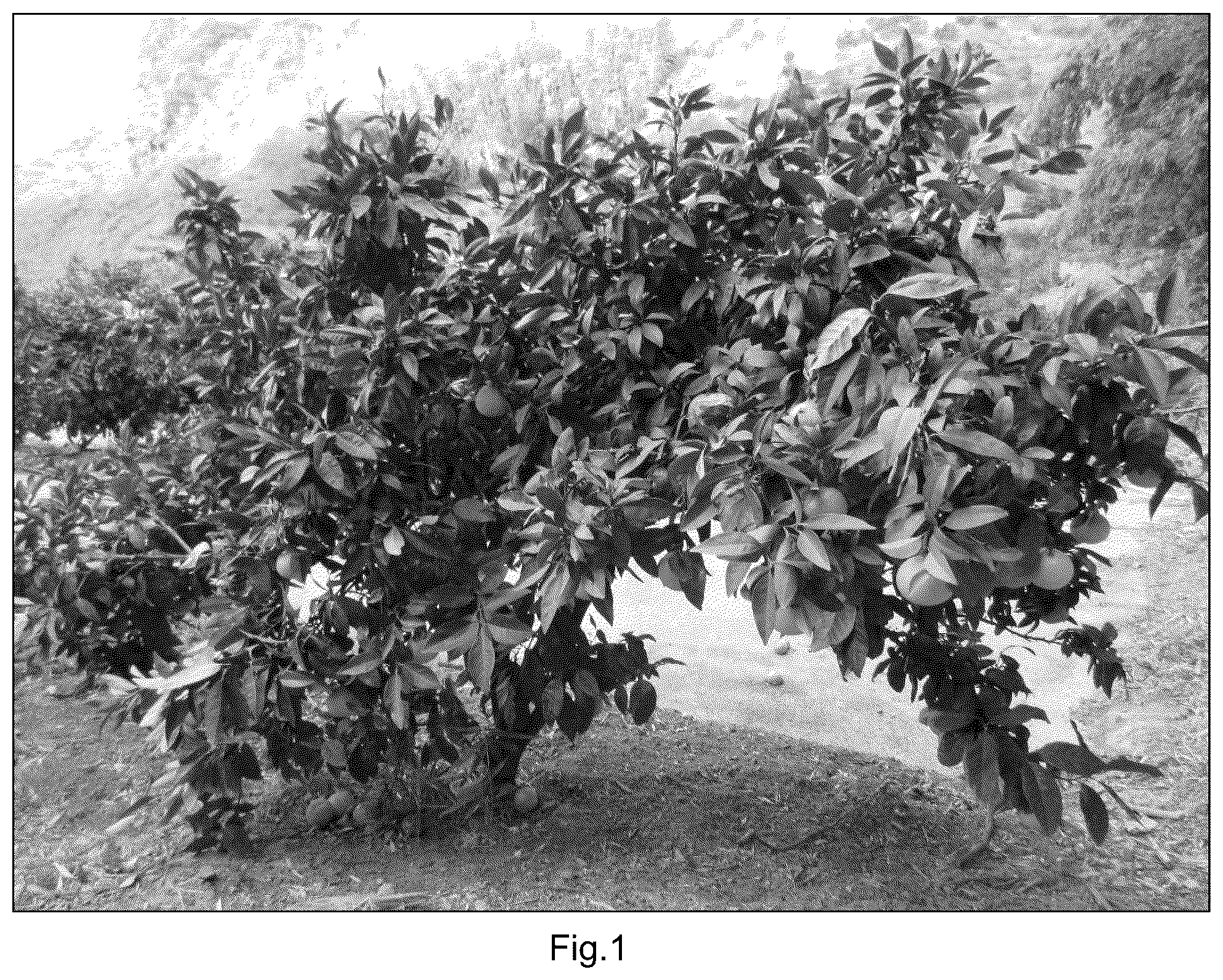 Patent USPP037034 — Mandarin plant named ‘Mikanken10’ — Figure 1