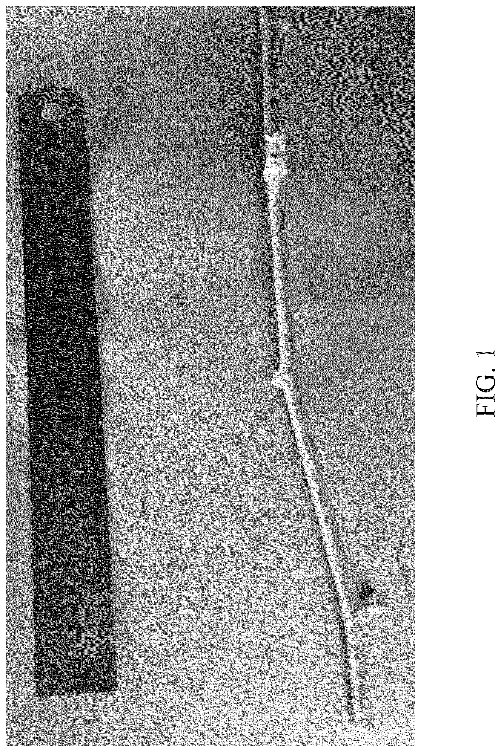 Patent USPP037035 — Blackberry plant named ‘DrisBlackThirtySix’ — Figure 1
