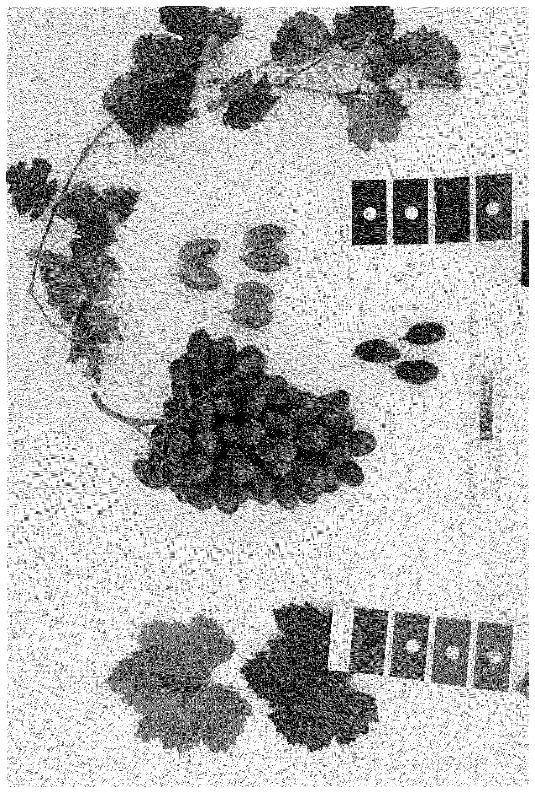 Patent USPP037036 — Grapevine plant named ‘BLOMG06’ — Figure 1