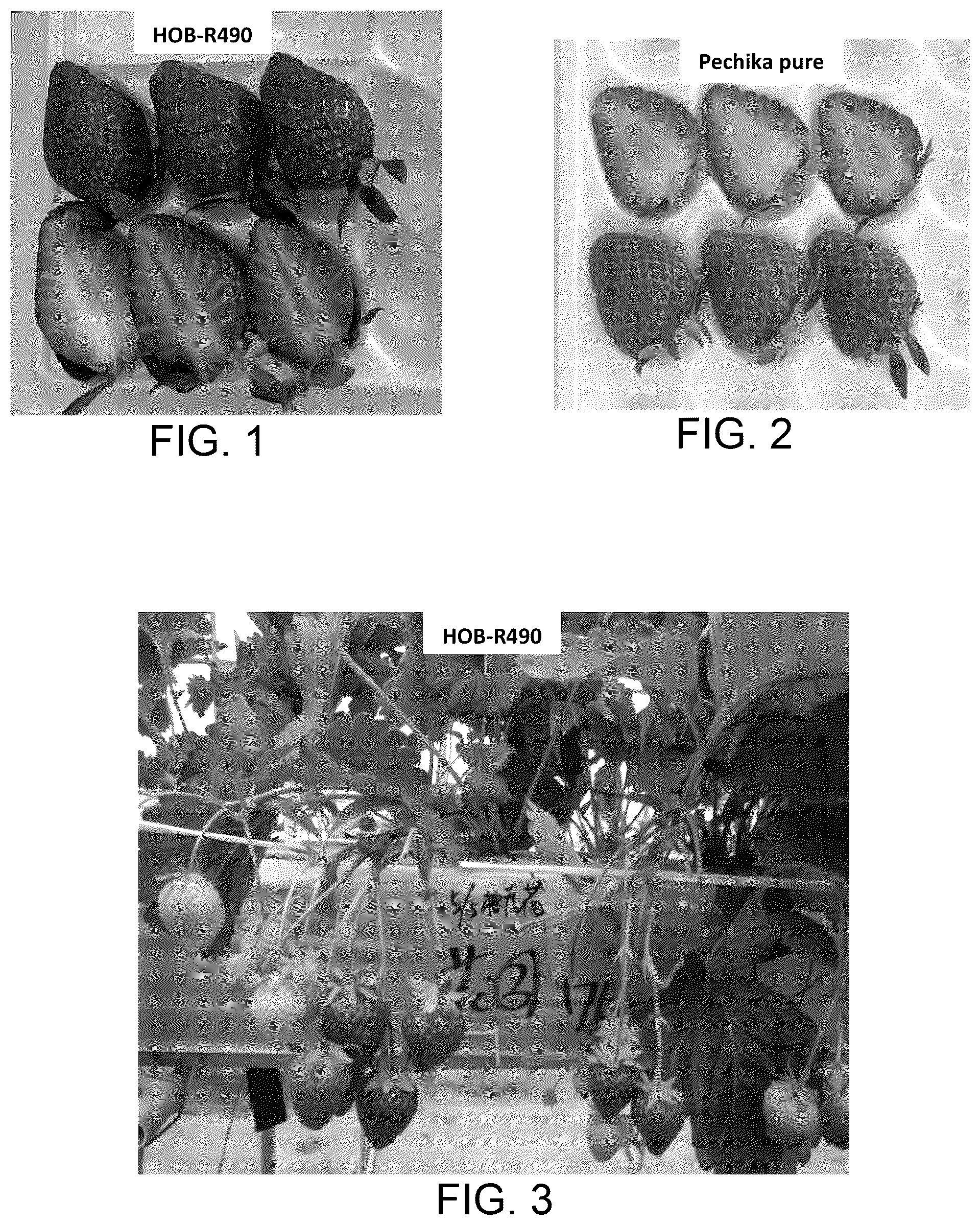 Patent USPP037037 — Strawberry plant named ‘HOB-R490’ — Figure 1
