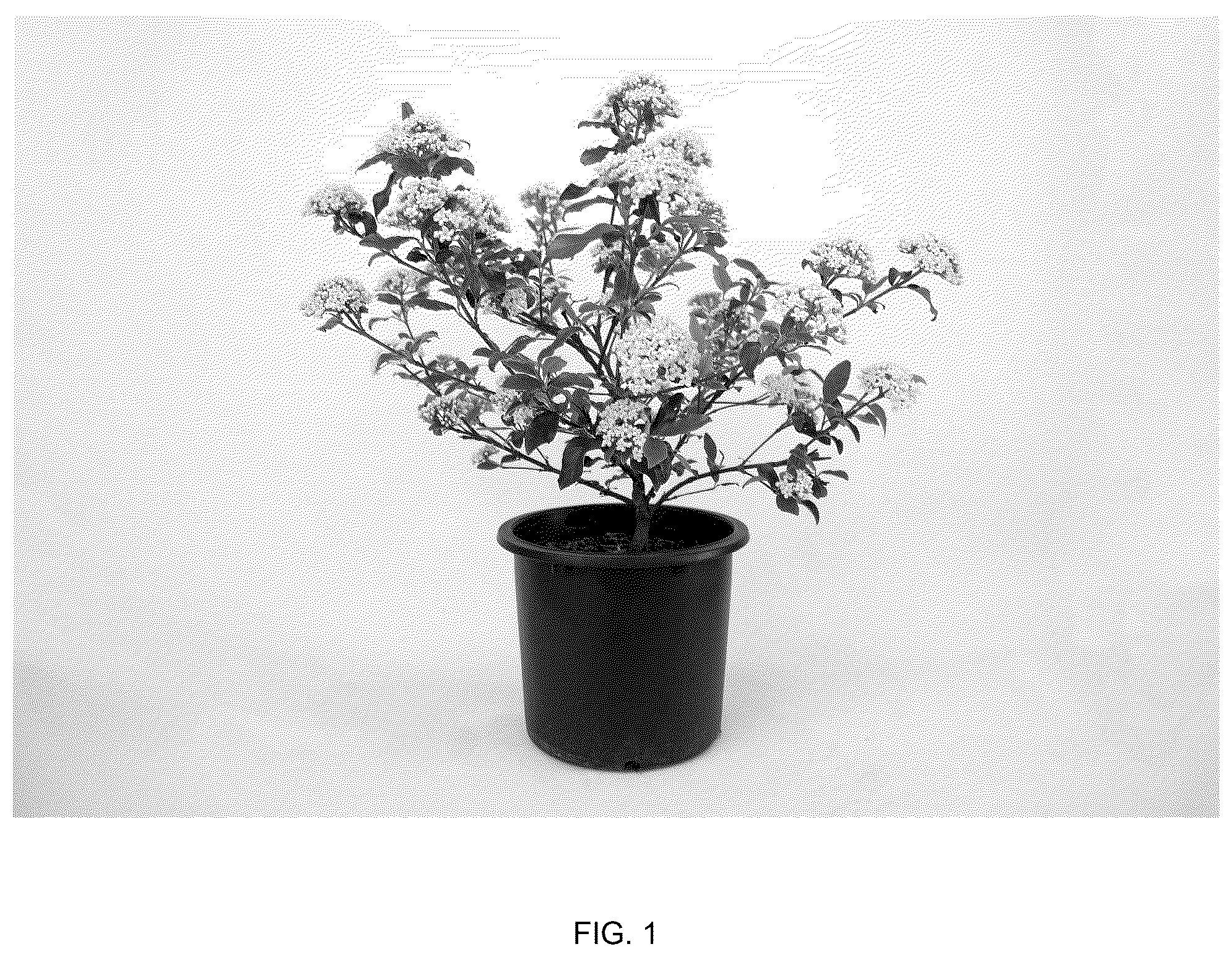 Patent USPP037038 — Viburnum plant named ‘Vibfryhyb’ — Figure 1