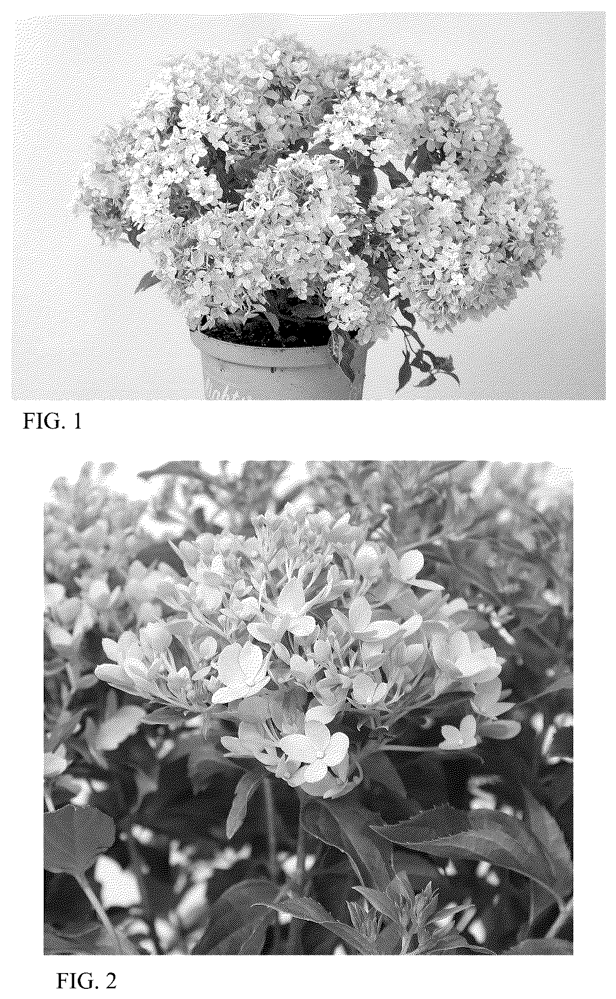 Patent USPP037039 — Hydrangea plant named ‘HYLV19557’ — Figure 1