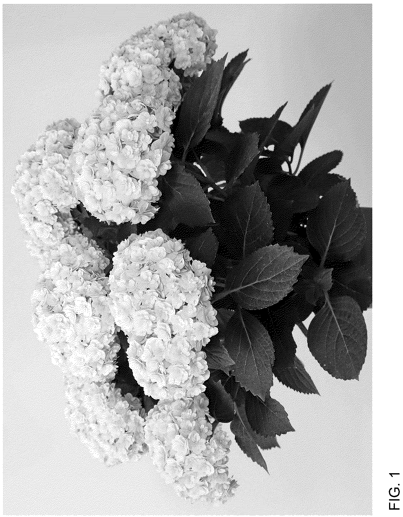 Patent USPP037040 — Hydrangea plant named ‘HORE9103’ — Figure 1