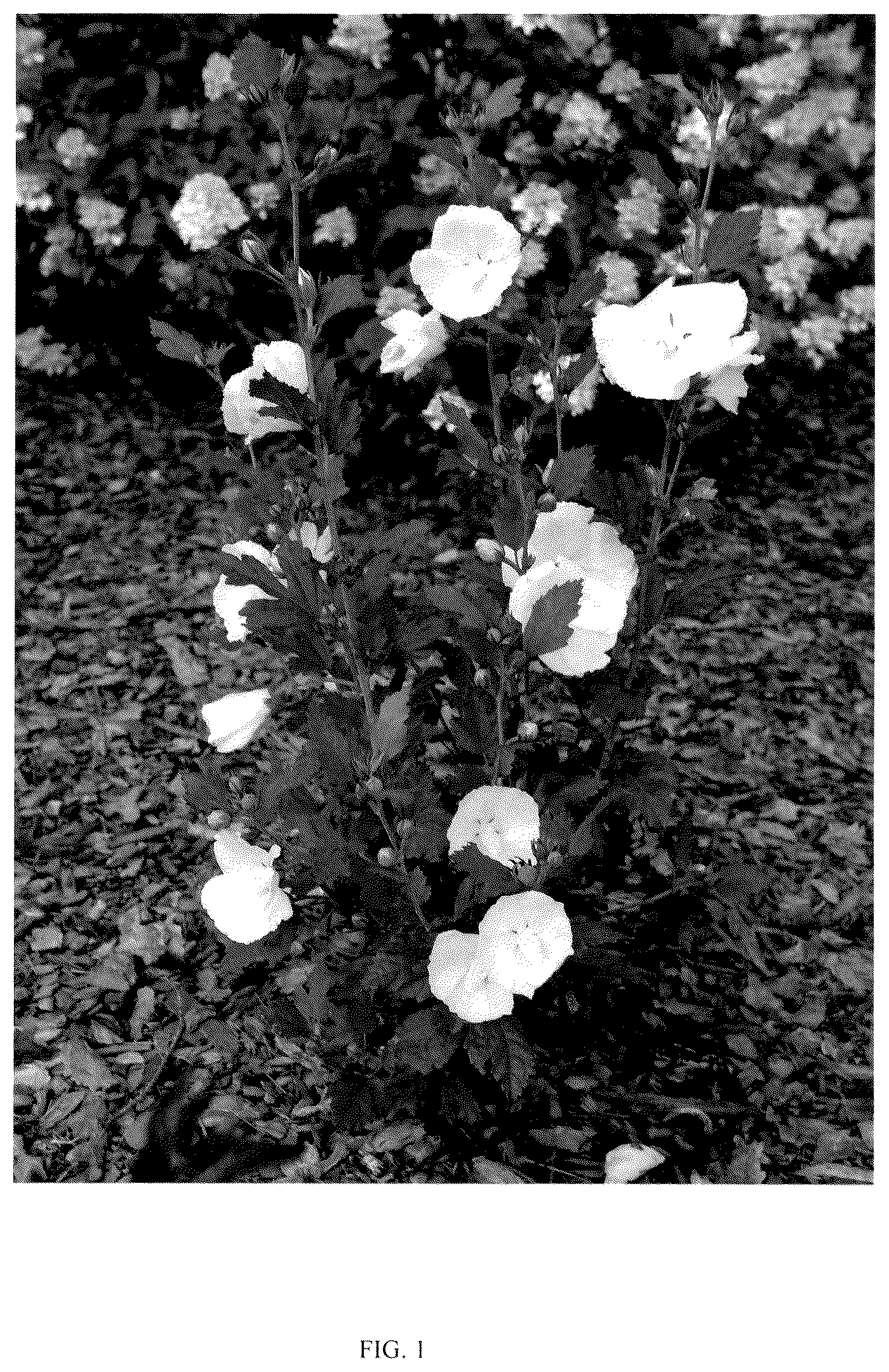Patent USPP037041 — Hibiscus plant named ‘RWOODS7’ — Figure 1