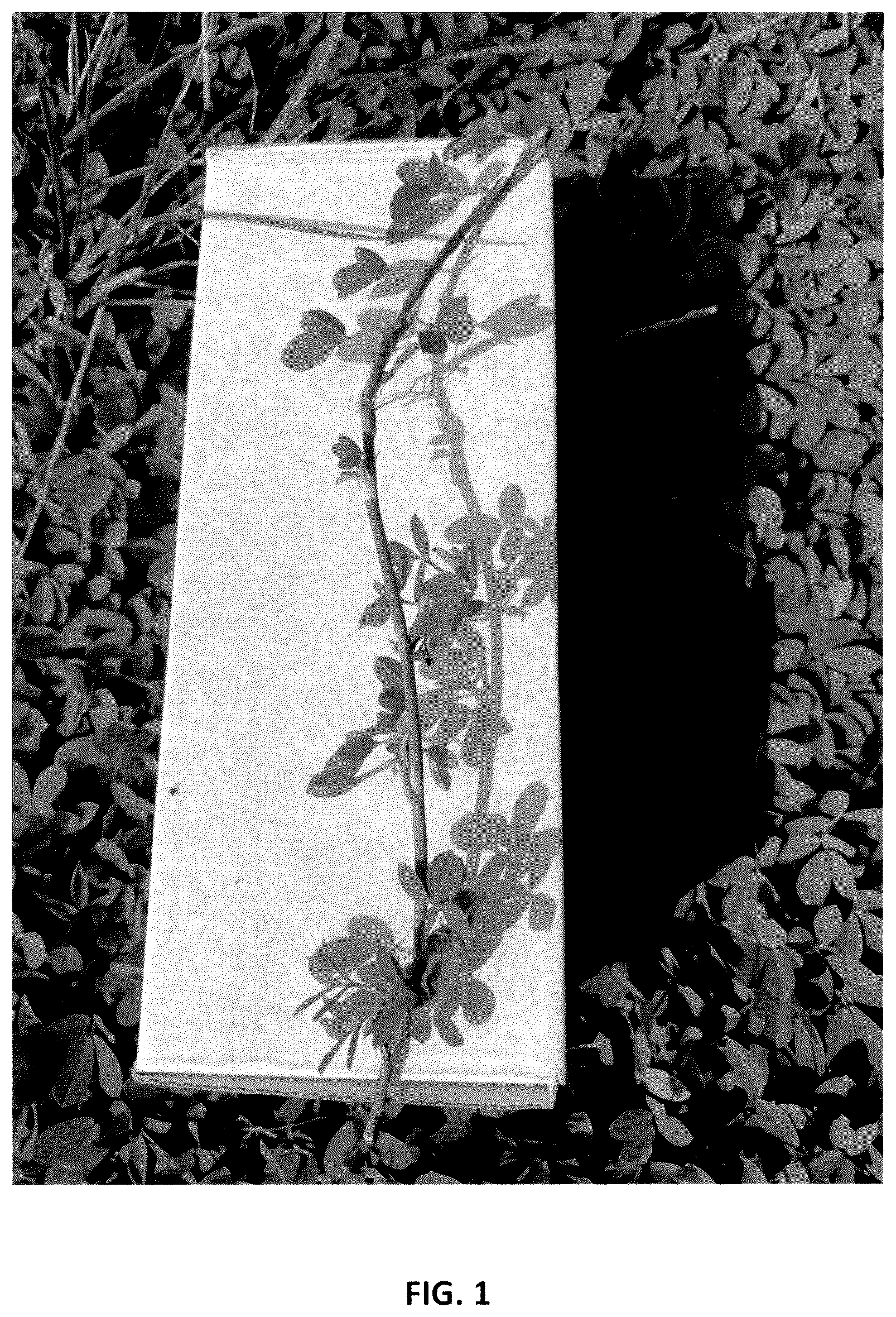 Patent USPP037042 — Perennial peanut plant named ‘Murphy's Pintoi’ — Figure 1