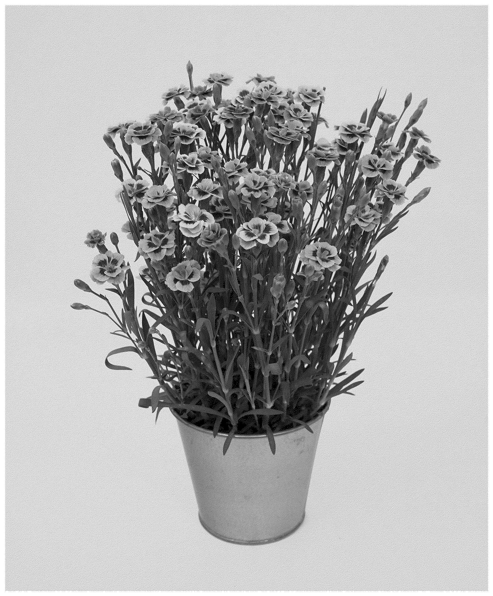 Patent USPP037043 — Dianthus plant named ‘KLEDG24627’ — Figure 1