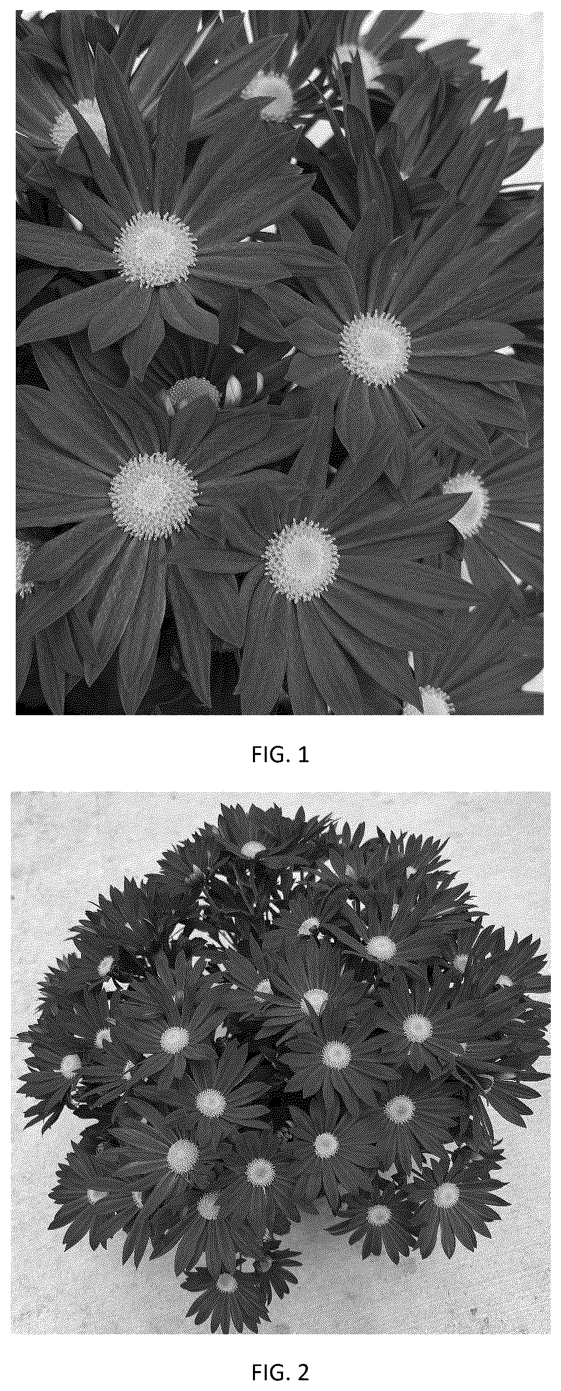 Patent USPP037044 — Chrysanthemum plant named ‘CIDZ0122’ — Figure 1