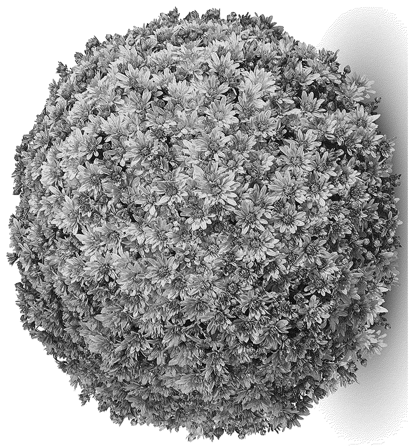 Patent USPP037045 — Chrysanthemum plant named ‘G24MAG16GD’ — Figure 1