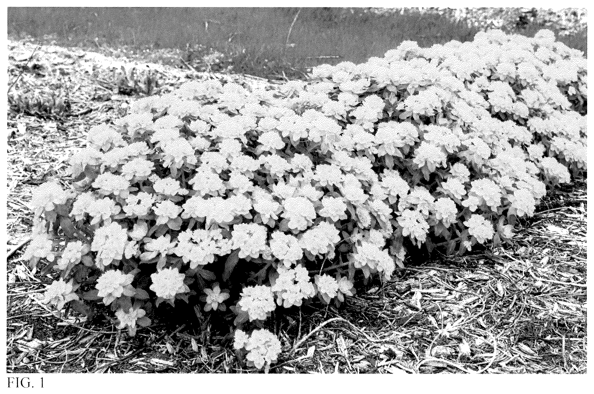 Patent USPP037046 — Euphorbia plant named ‘Urge to Splurge’ — Figure 1