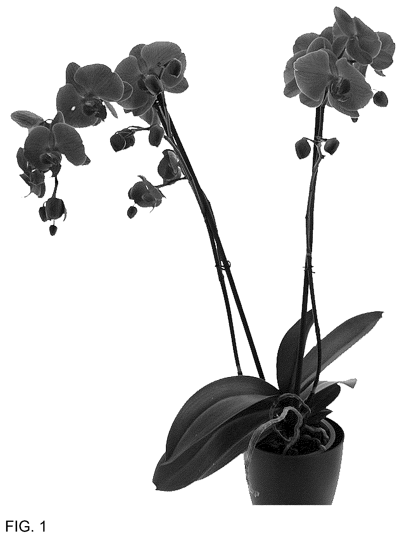 Patent USPP037047 — Phalaenopsis plant named ‘PHA248938’ — Figure 1
