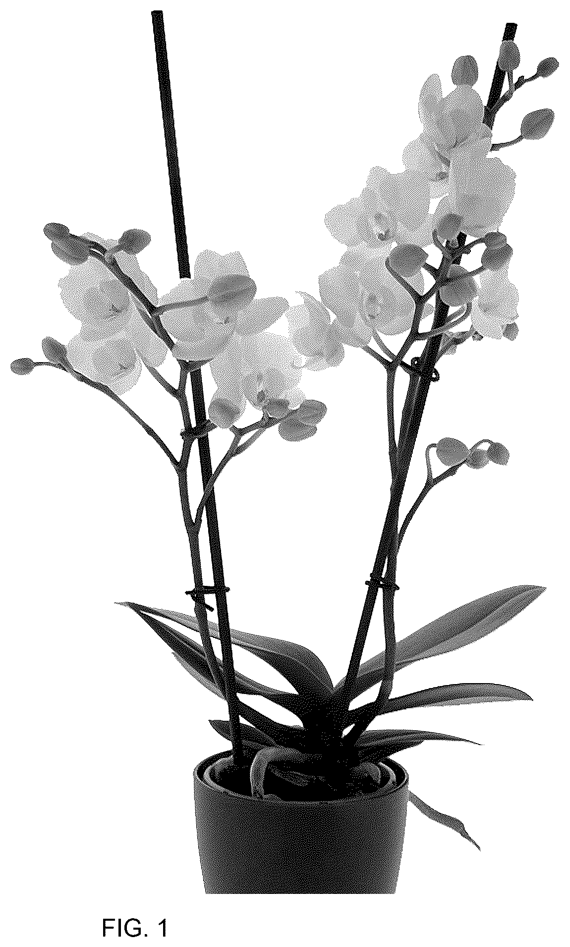 Patent USPP037048 — Phalaenopsis plant named ‘PHA663401’ — Figure 1