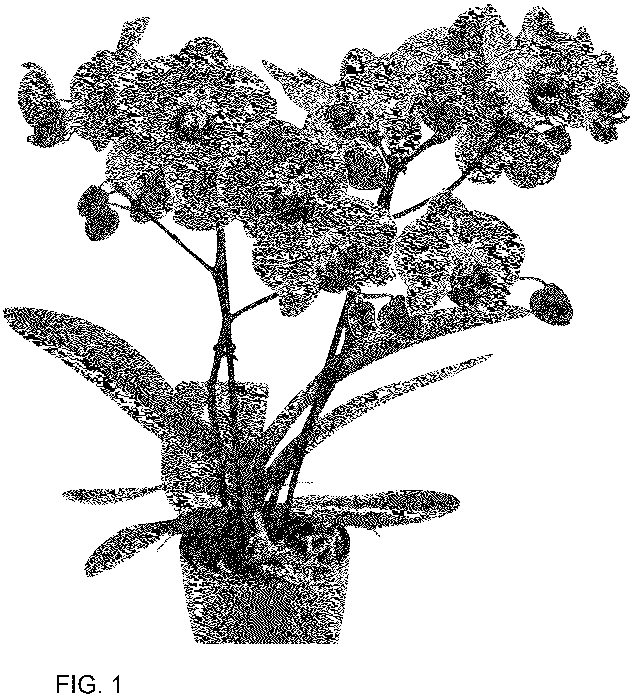 Patent USPP037049 — Phalaenopsis plant named ‘PHA895502’ — Figure 1