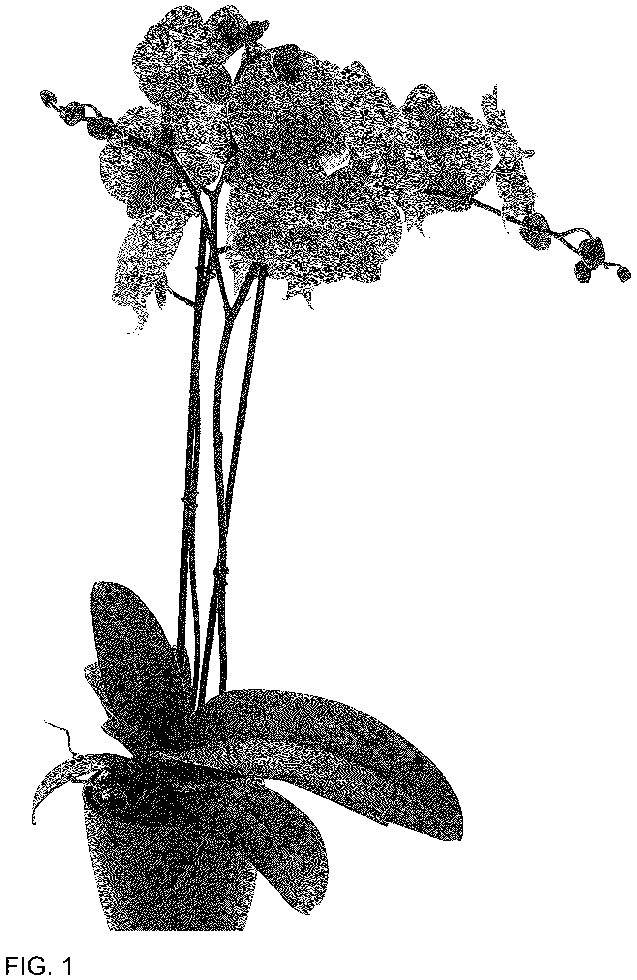 Patent USPP037050 — Phalaenopsis plant named ‘Keynote’ — Figure 1