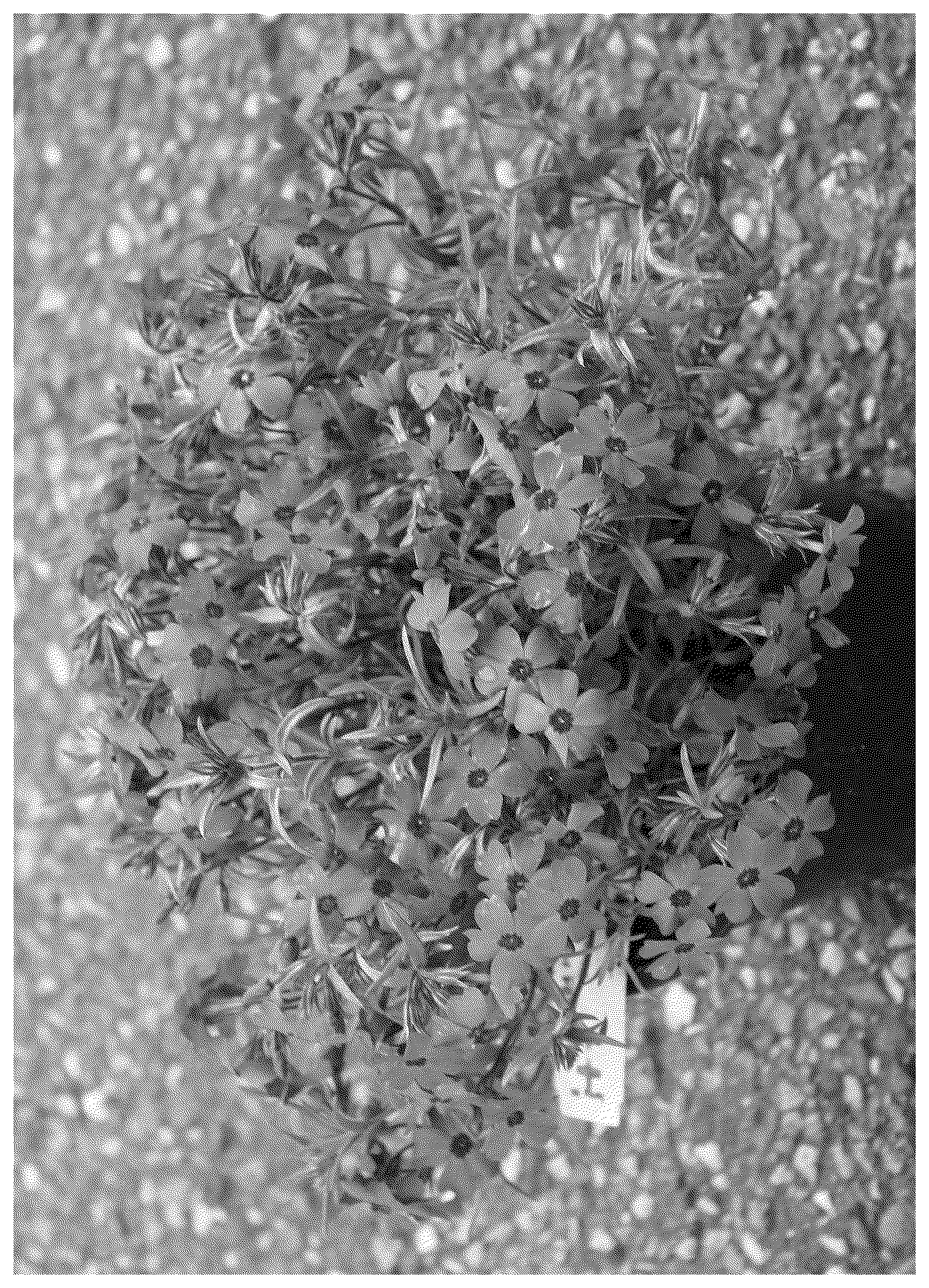 Patent USPP037051 Figure 1 – Phlox plant named ‘Dophlodalepi’