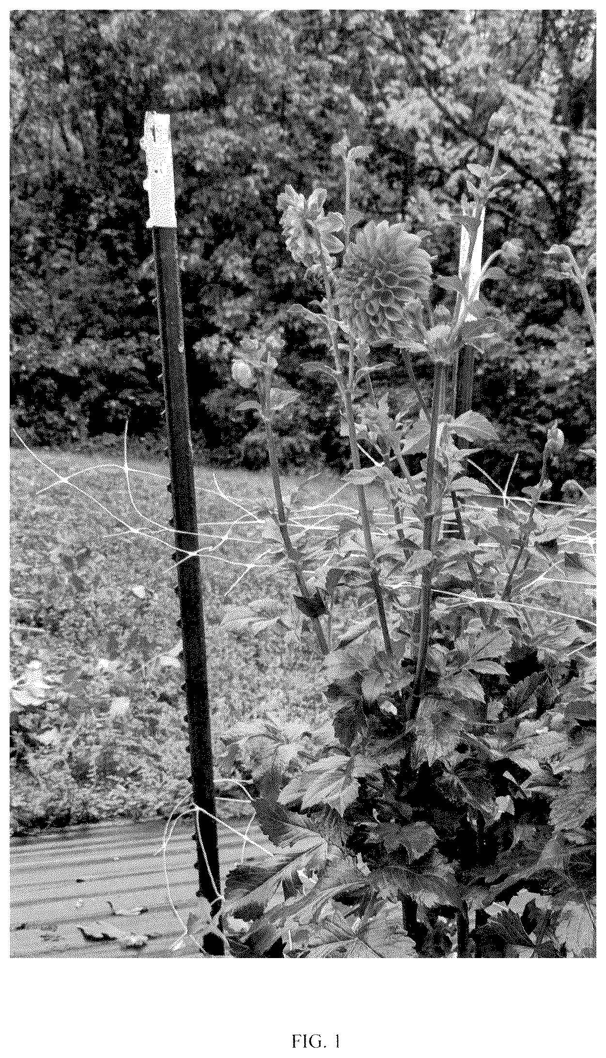 Patent USPP037052 — Dahlia plant named ‘LeeAnn's BA67C’ — Figure 1