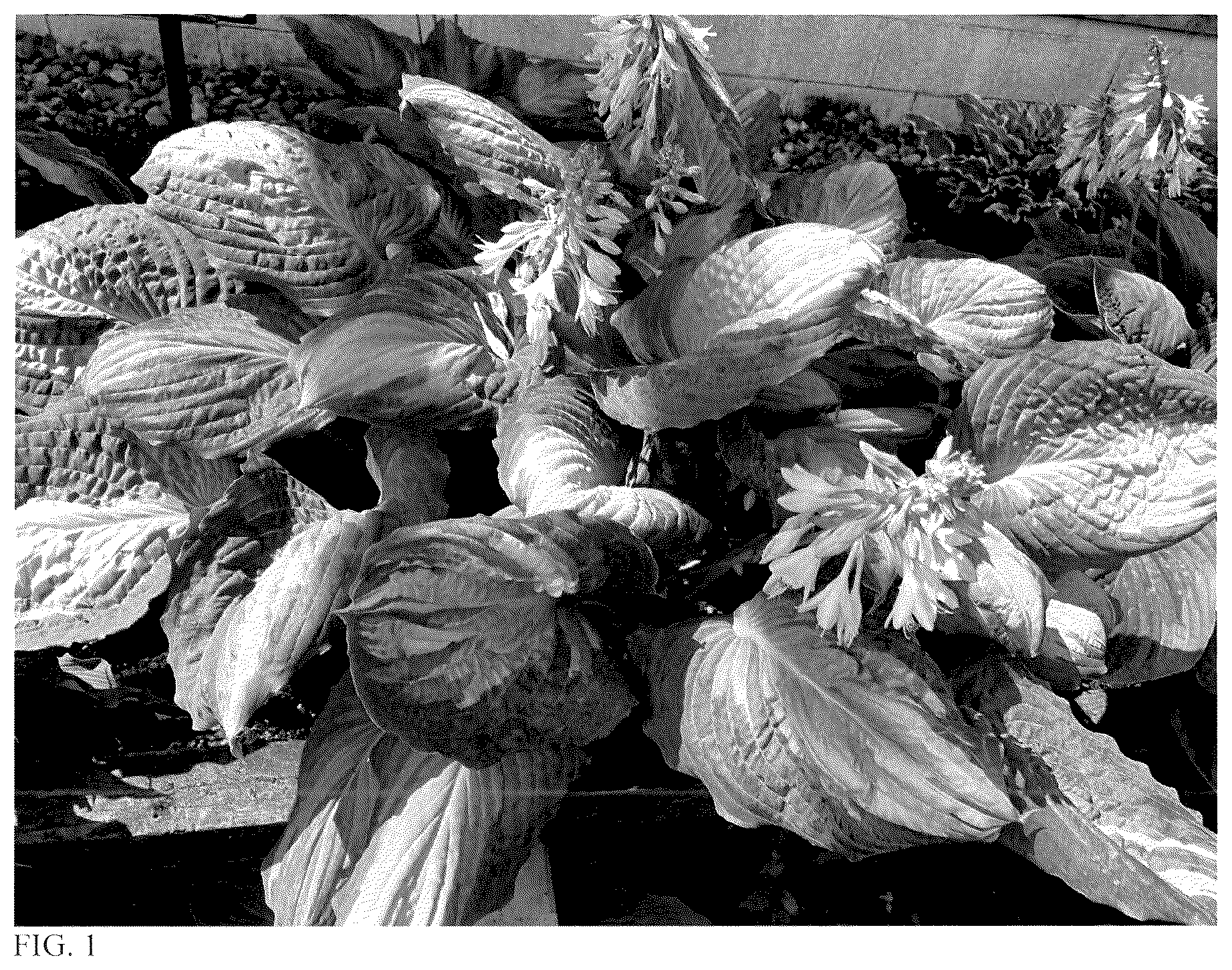 Patent USPP037053 — Hosta plant named ‘Awakening Spirit’ — Figure 1