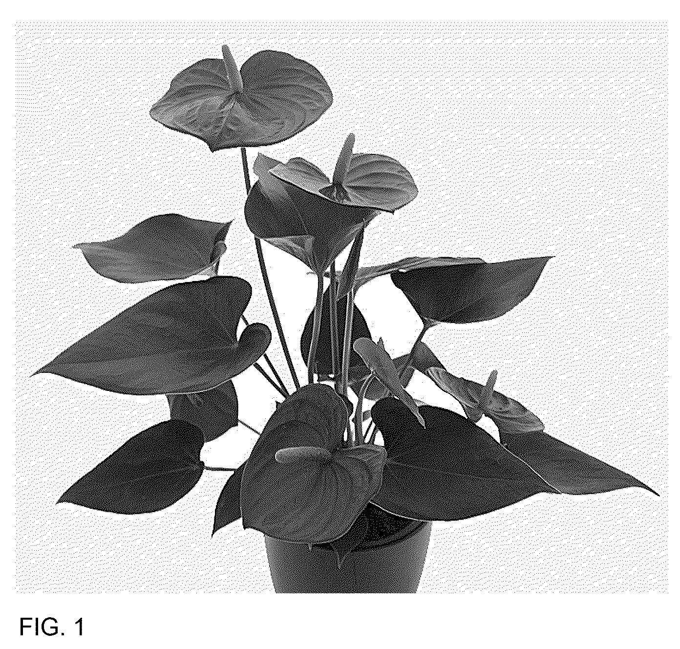 Patent USPP037054 Figure 1 – Anthurium plant named ‘AN2198403’