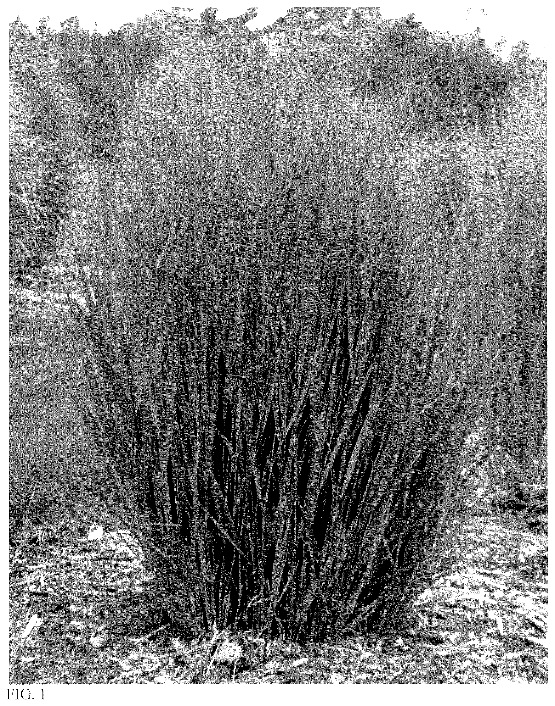 Patent USPP037059 — Panicum plant named ‘Half Pint’ — Figure 1