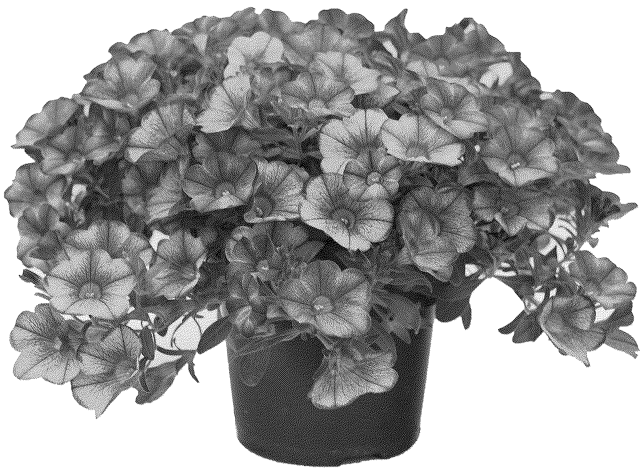 Patent USPP037061 — Calibrachoa plant named ‘KLECA23987’ — Figure 1