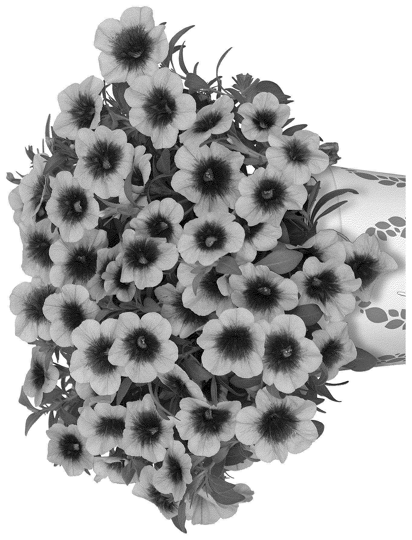 Patent USPP037062 — Calibrachoa plant named ‘Docalalkotibu’ — Figure 1
