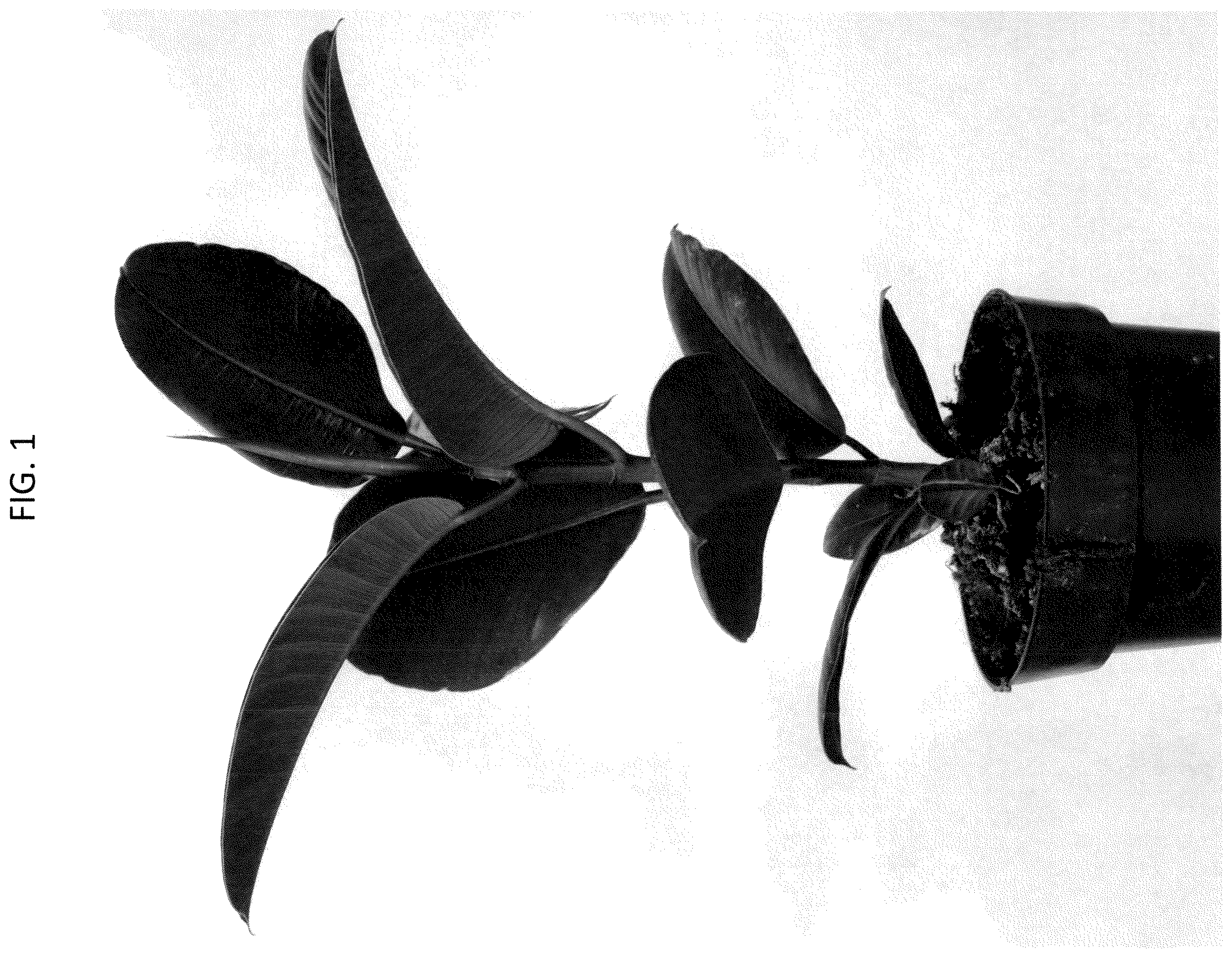Patent USPP037065 — Ficus plant named ‘ESPE2006’ — Figure 1