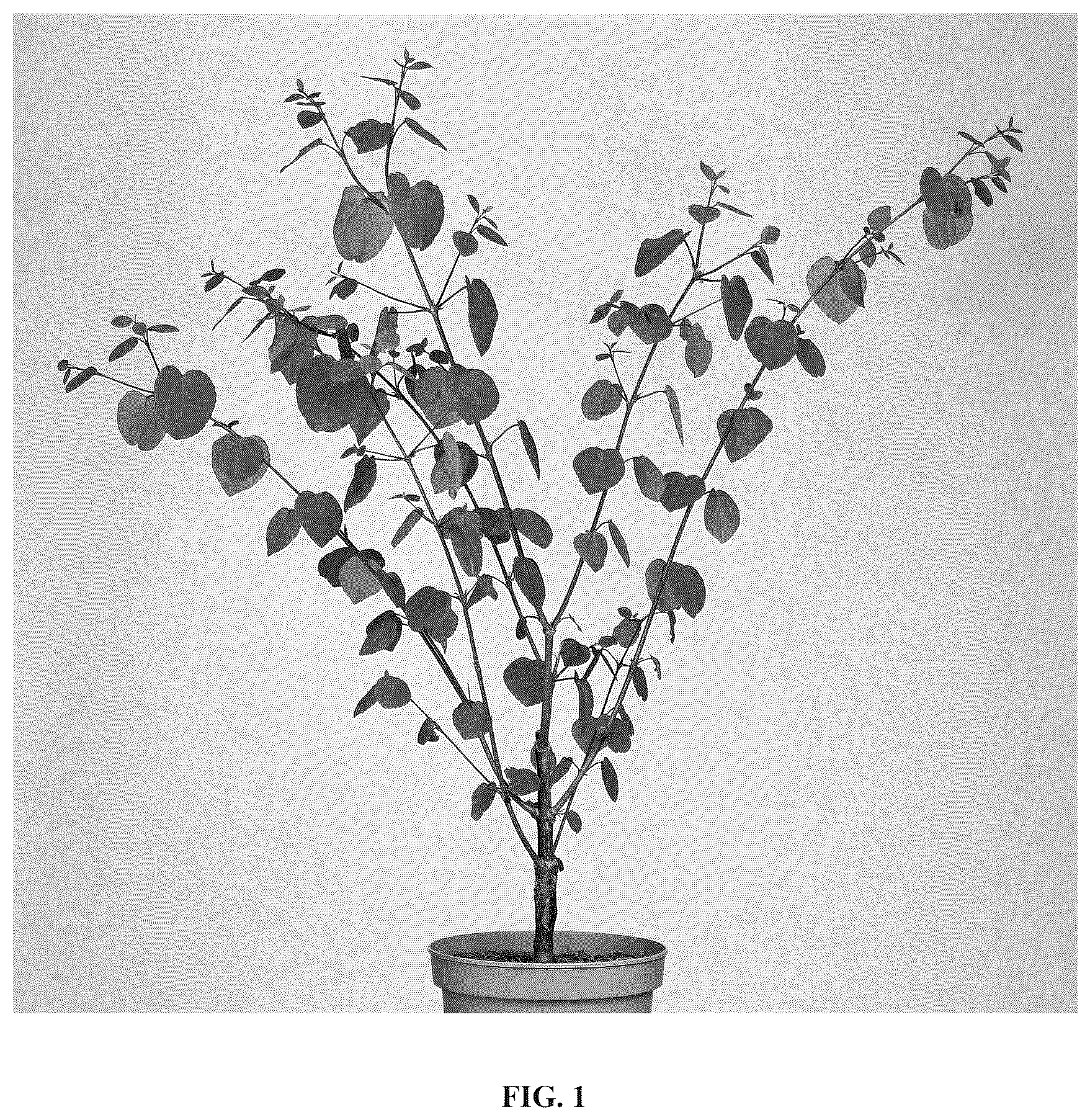 Patent USPP037067 — Cercidiphyllum plant named ‘JWW11’ — Figure 1
