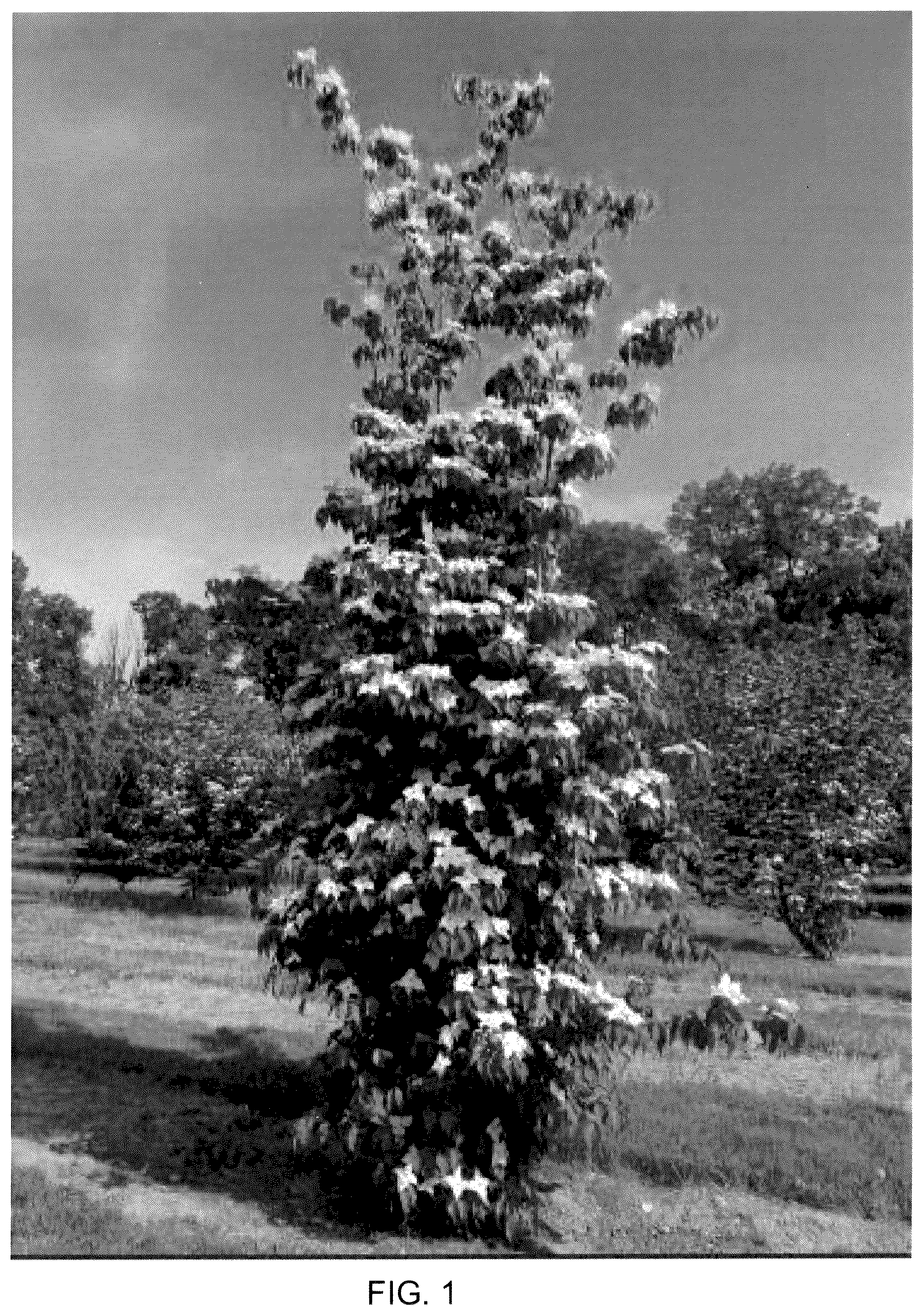 Patent USPP037068 — Cornus plant named ‘Rutstar’ — Figure 1