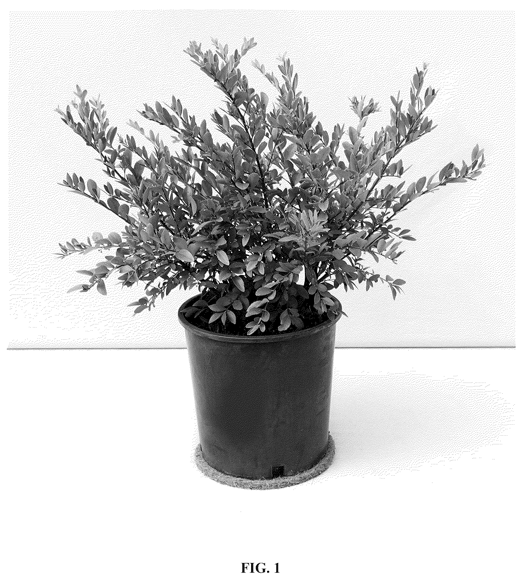 Patent USPP037069 — Paxistima plant named ‘Paxsid1’ — Figure 1