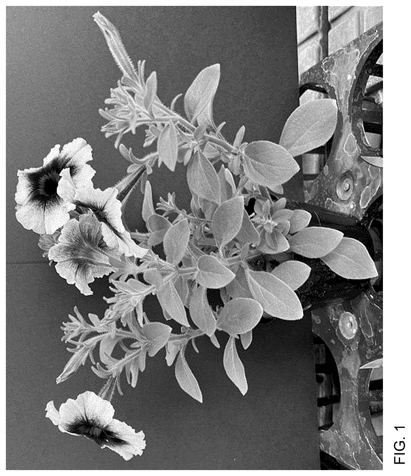 Patent USPP037071 — Petunia plant named ‘Keipebbcmam’ — Figure 1