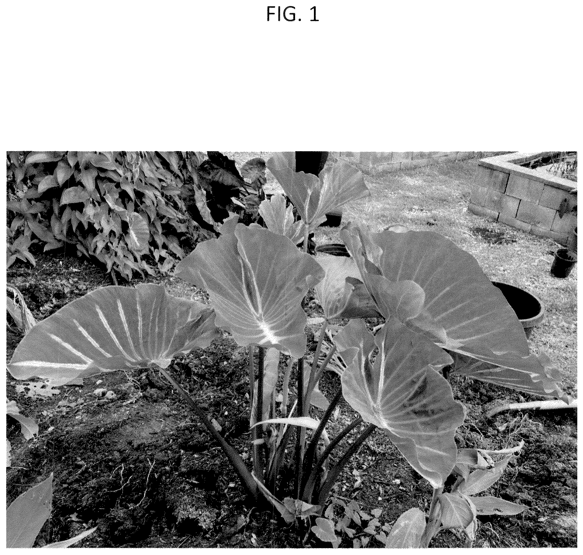 Patent USPP037072 — Colocasia plant named ‘FLOCOPHADR’ — Figure 1