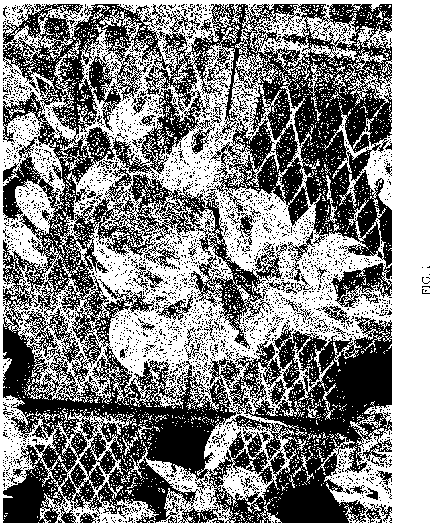 Patent USPP037073 — Epipremnum plant named ‘Cla20241218’ — Figure 1