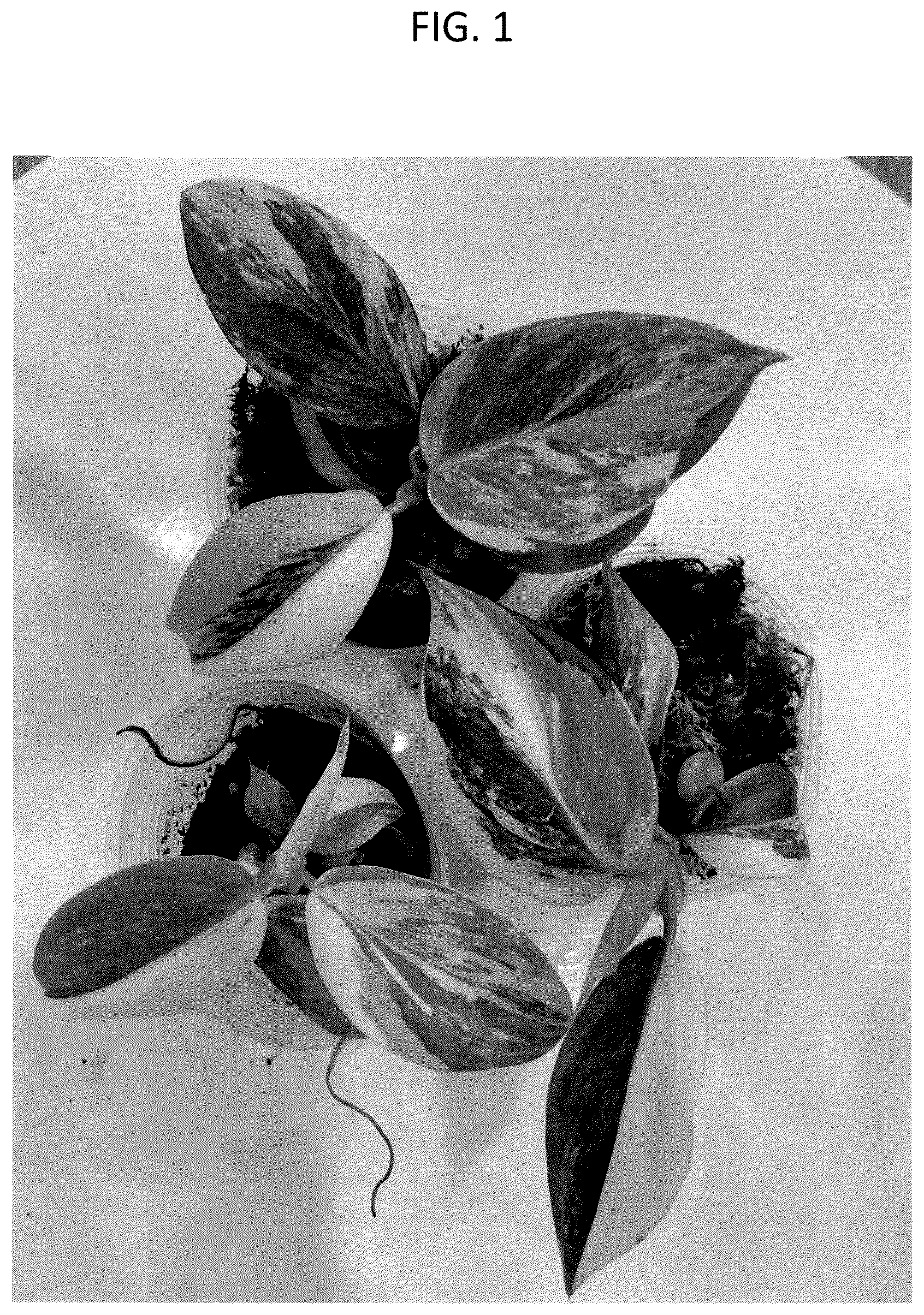 Patent USPP037074 — Philodendron plant named ‘HUTAPD75’ — Figure 1