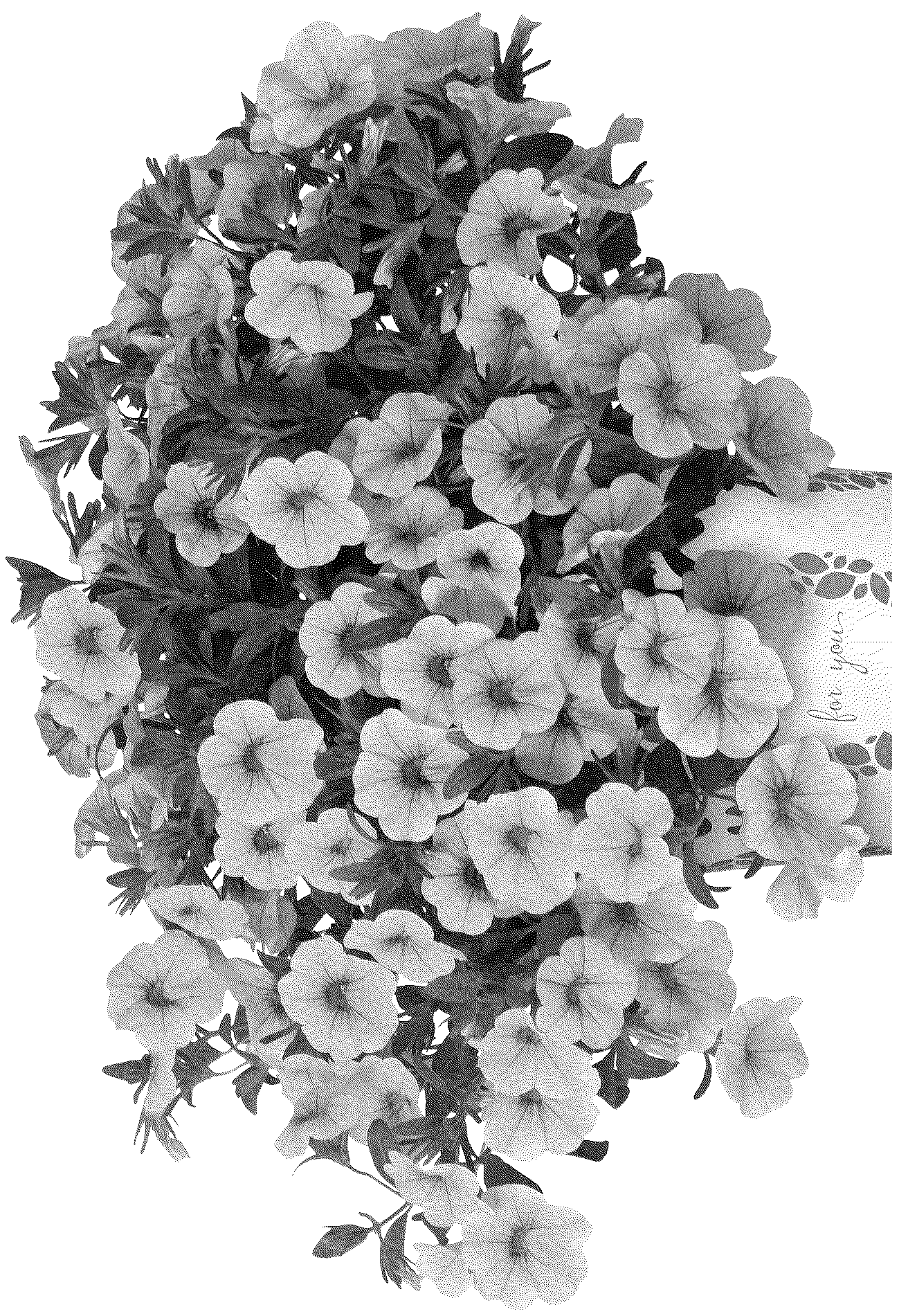 Patent USPP037075 — Calibrachoa plant named ‘Docalalhoco 25’ — Figure 1