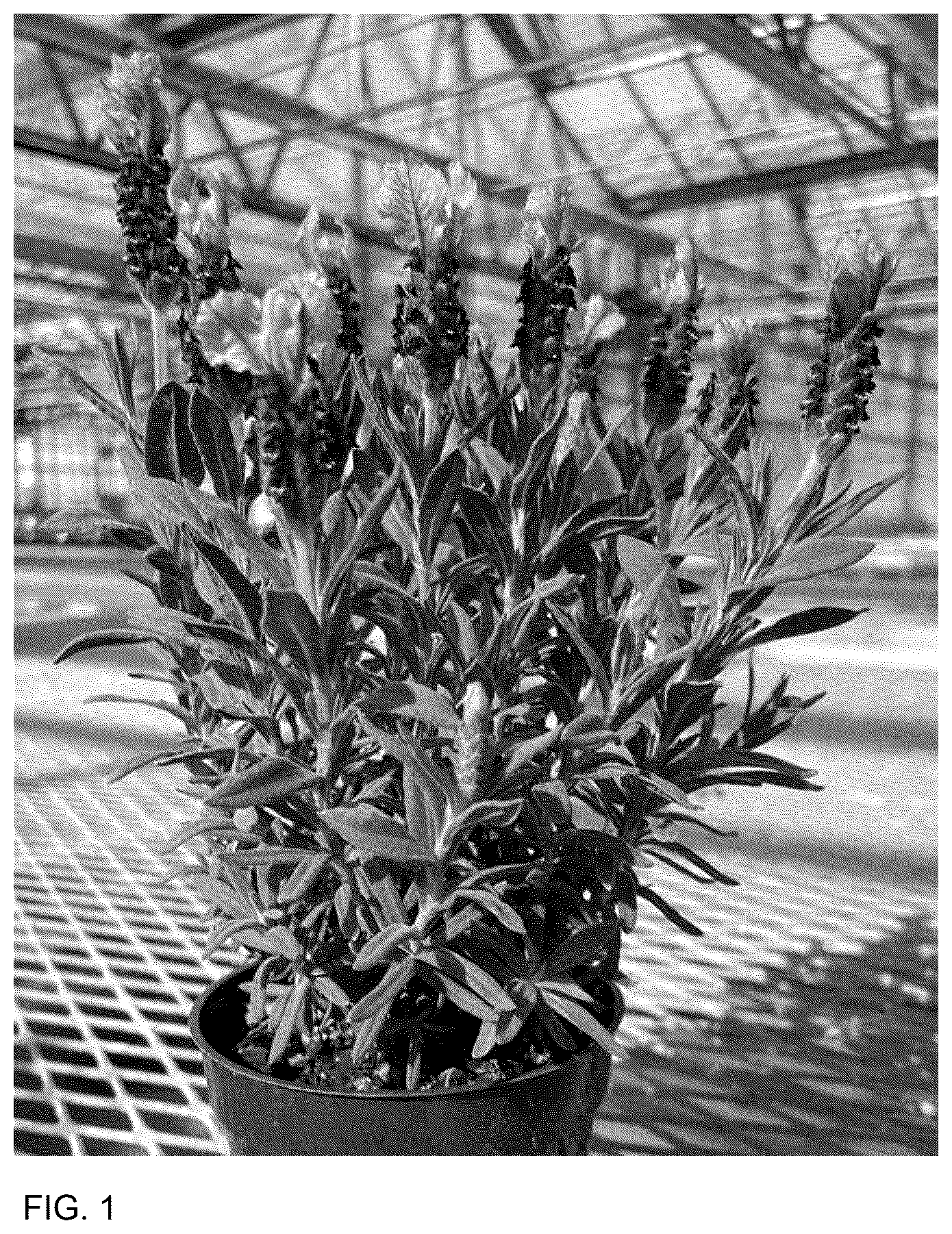 Patent USPP037076 — Lavandula plant named ‘Anouk Deluxe 201909’ — Figure 1