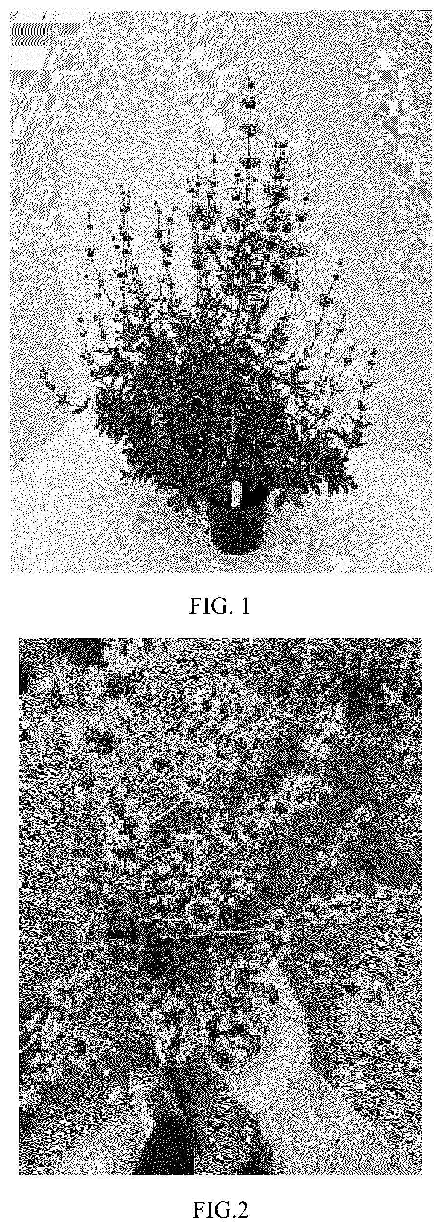 Patent USPP037077 — Salvia plant named ‘DH003’ — Figure 1