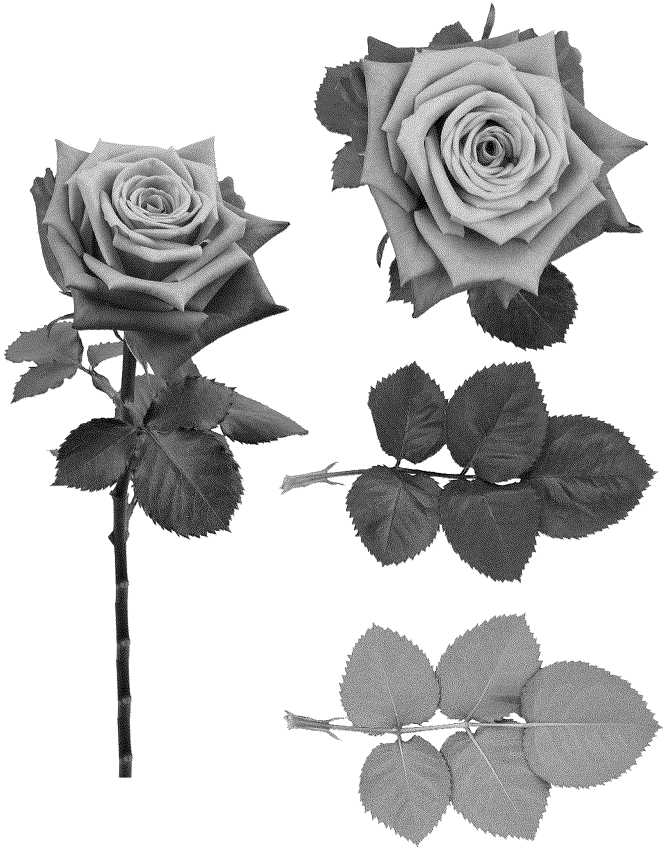Patent USPP037078 — Rosa plant named ‘ESM R896’ — Figure 1