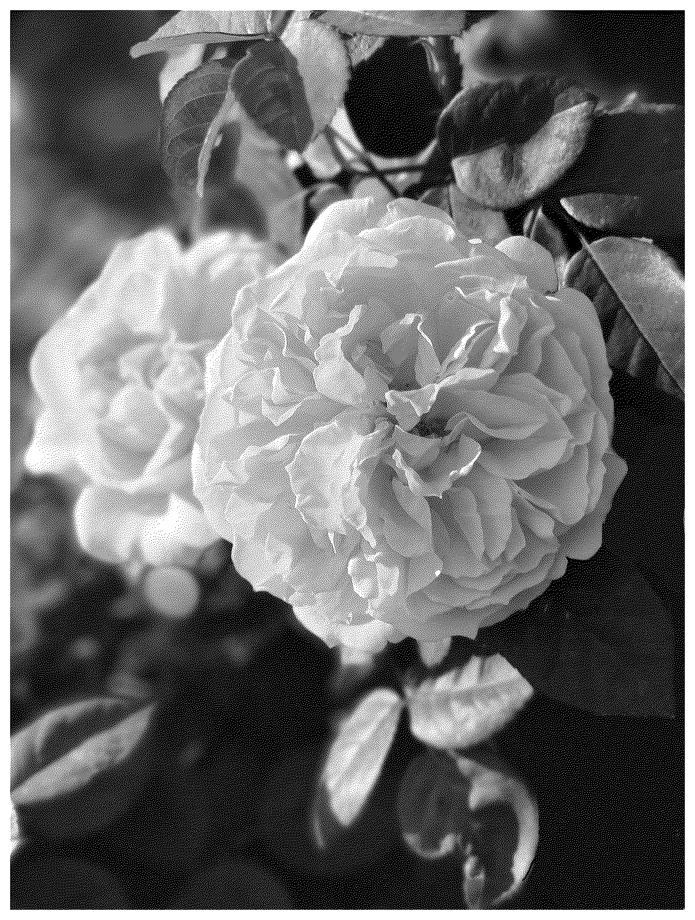 Patent USPP037079 — Climbing rose plant named ‘ALTenglanda’ — Figure 1