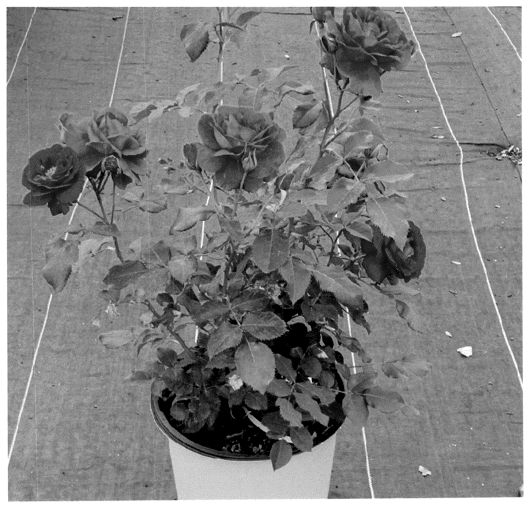 Patent USPP037080 — Floribunda rose plant named ‘Meiscouby’ — Figure 1