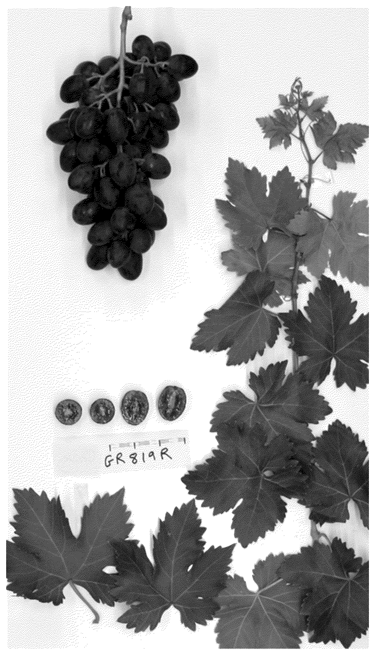 Patent USPP037081 — Grapevine plant named ‘SUGRA70’ — Figure 1