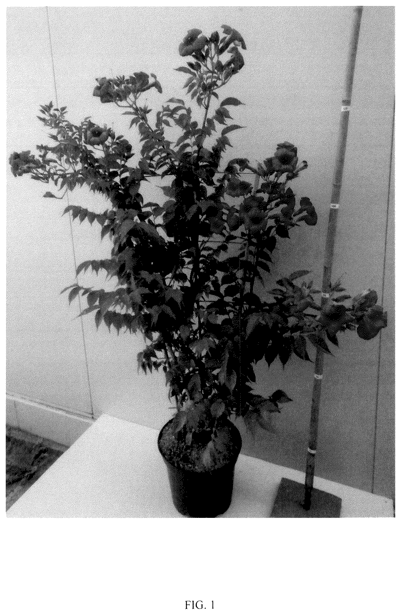 Patent USPP037083 — Campsis plant named ‘MINCAMROUG13’ — Figure 1