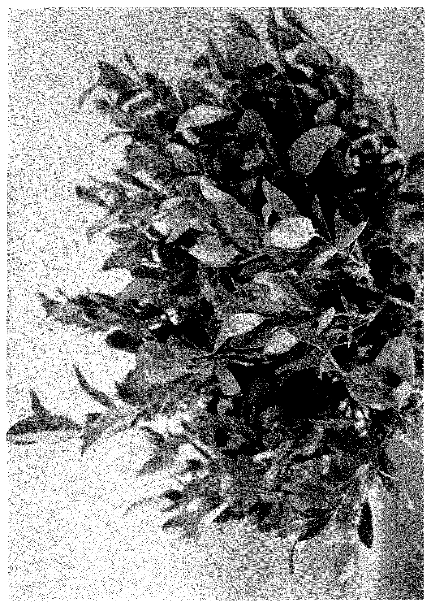 Patent USPP037084 — Leucothoe plant named ‘BLLE01’ — Figure 1