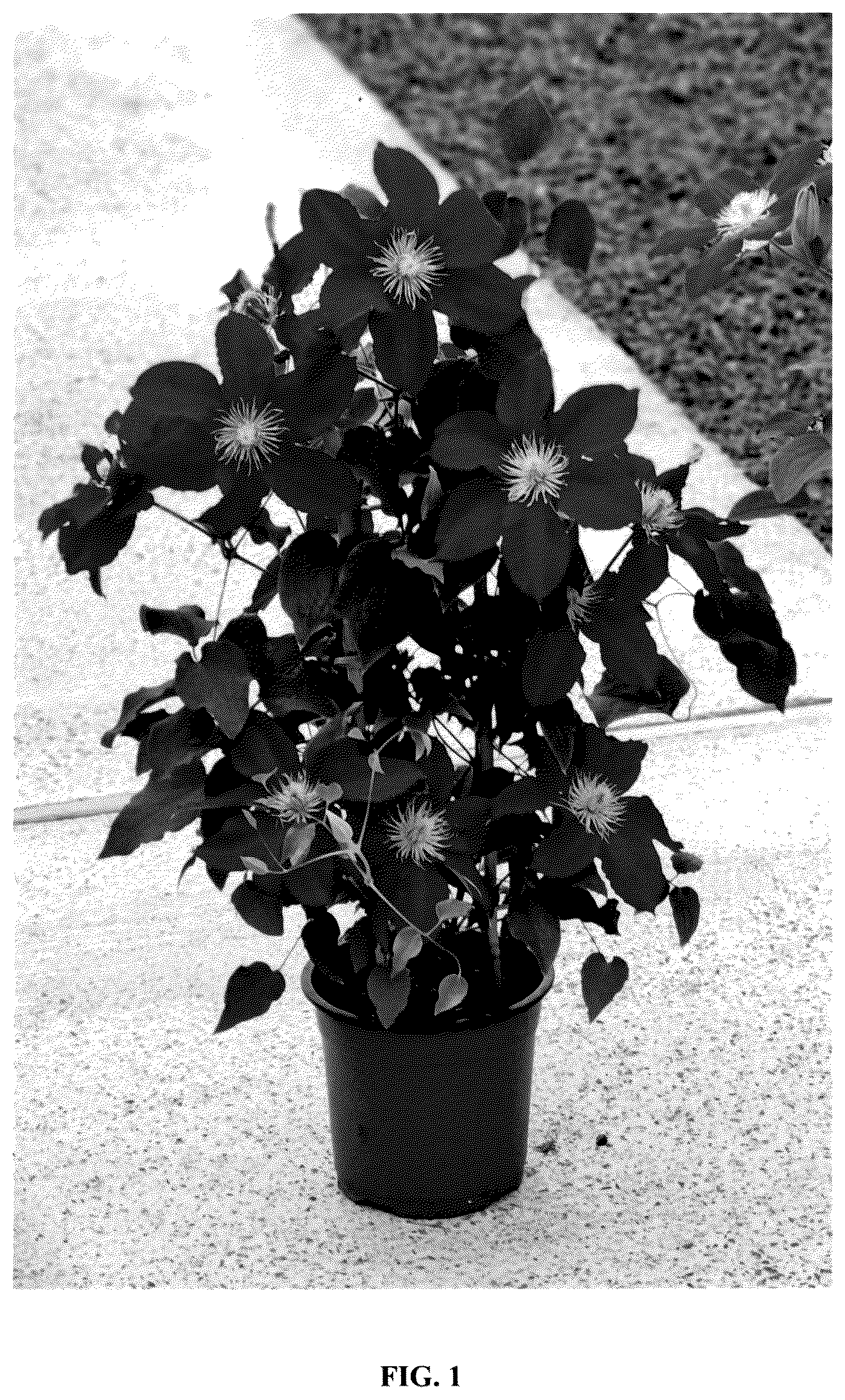 Patent USPP037085 — Clematis plant named ‘EviGsy154’ — Figure 1