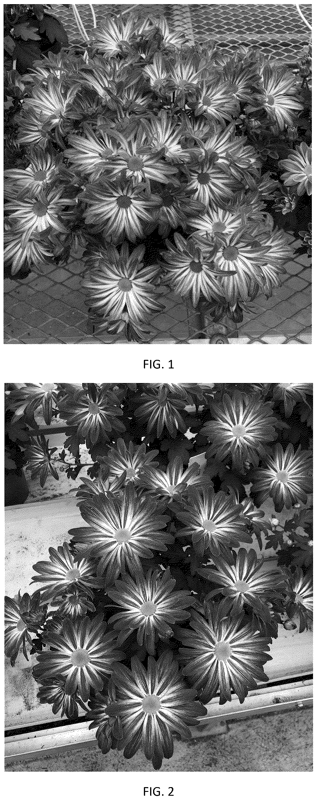 Patent USPP037086 — Chrysanthemum plant named ‘CIFZ0119’ — Figure 1