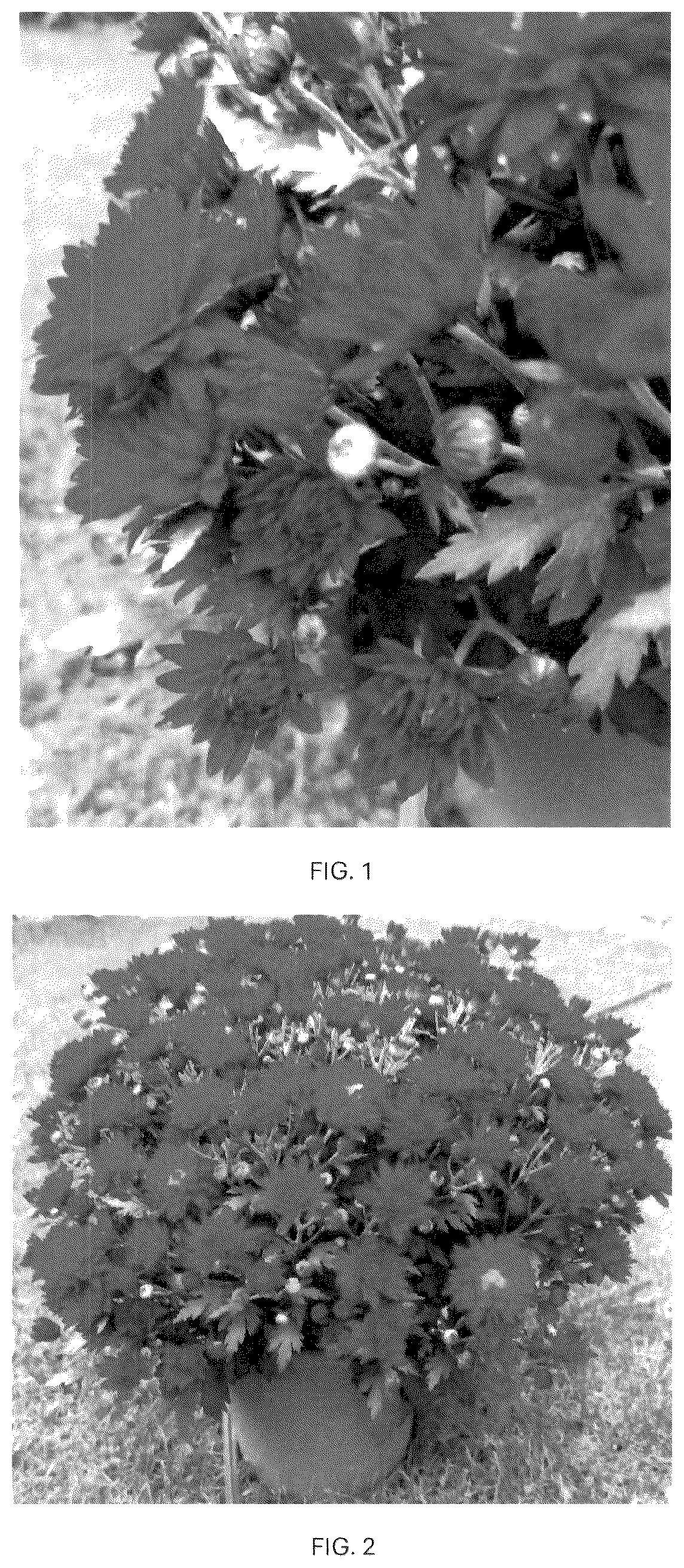 Patent USPP037087 — Chrysanthemum plant named ‘CIFZ0114’ — Figure 1