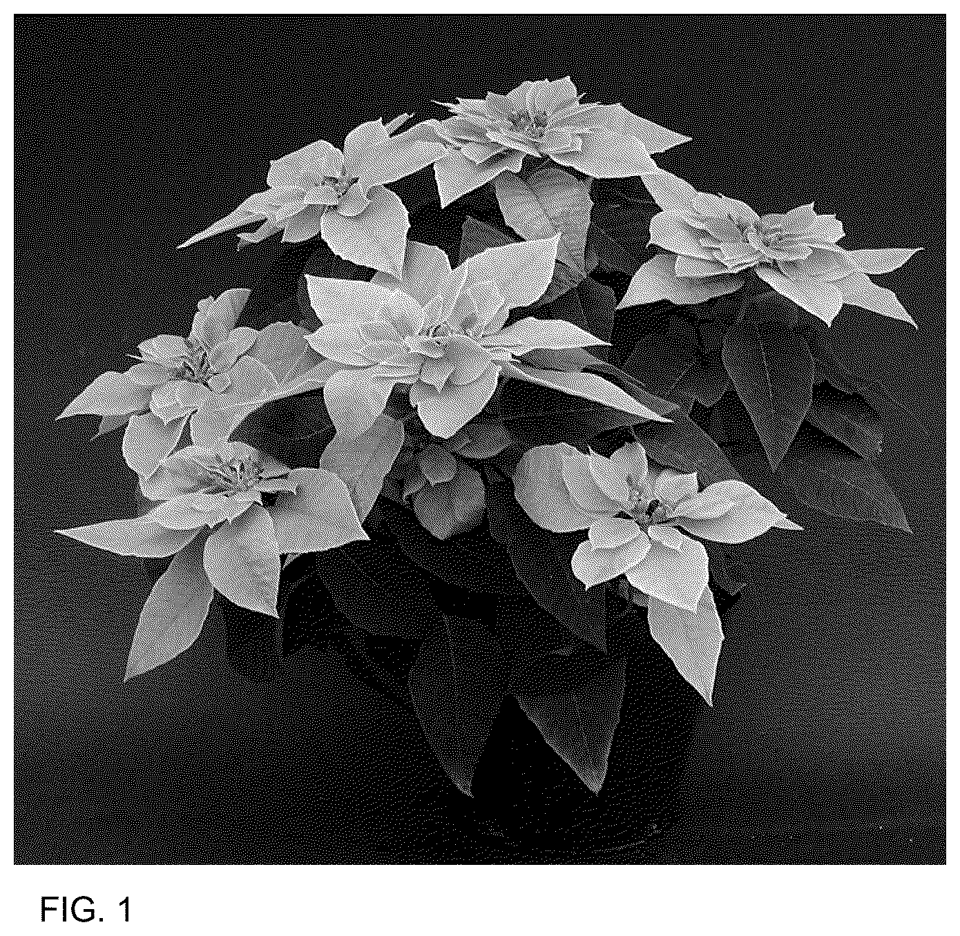 Patent USPP037088 — Euphorbia plant named ‘BONPRI 16P5’ — Figure 1