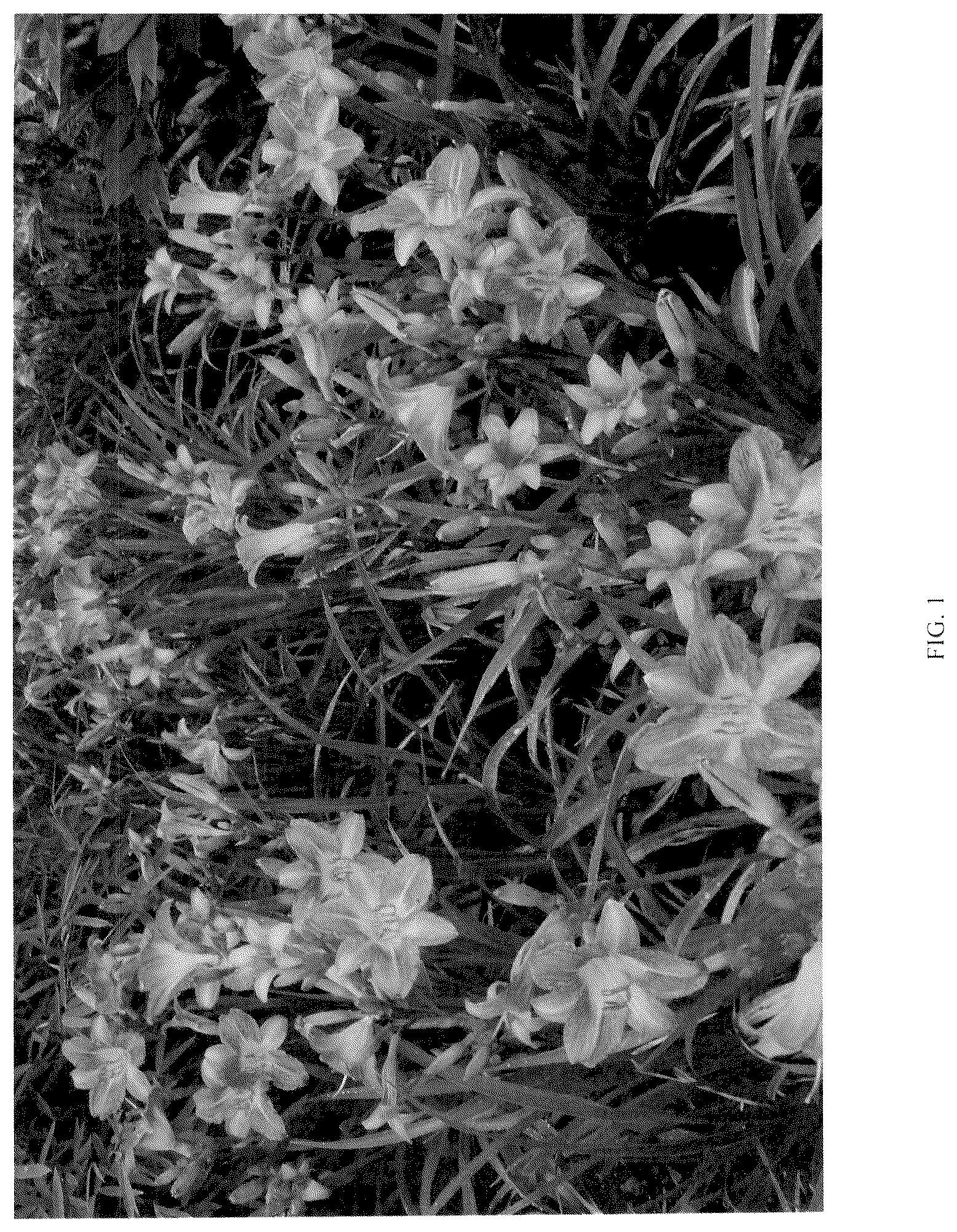 Patent USPP037089 — Hemerocallis plant named ‘G221407’ — Figure 1