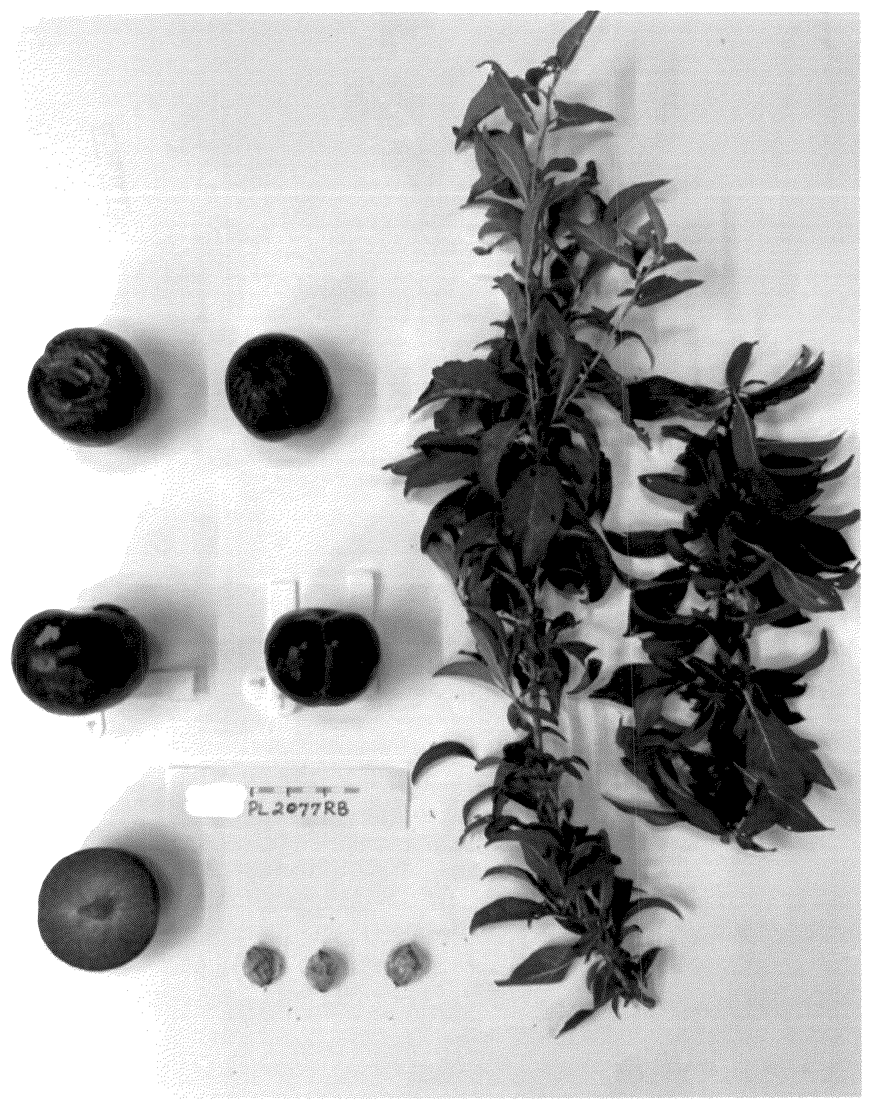 Patent USPP037090 — Plum tree named ‘SUPLUM65’ — Figure 1