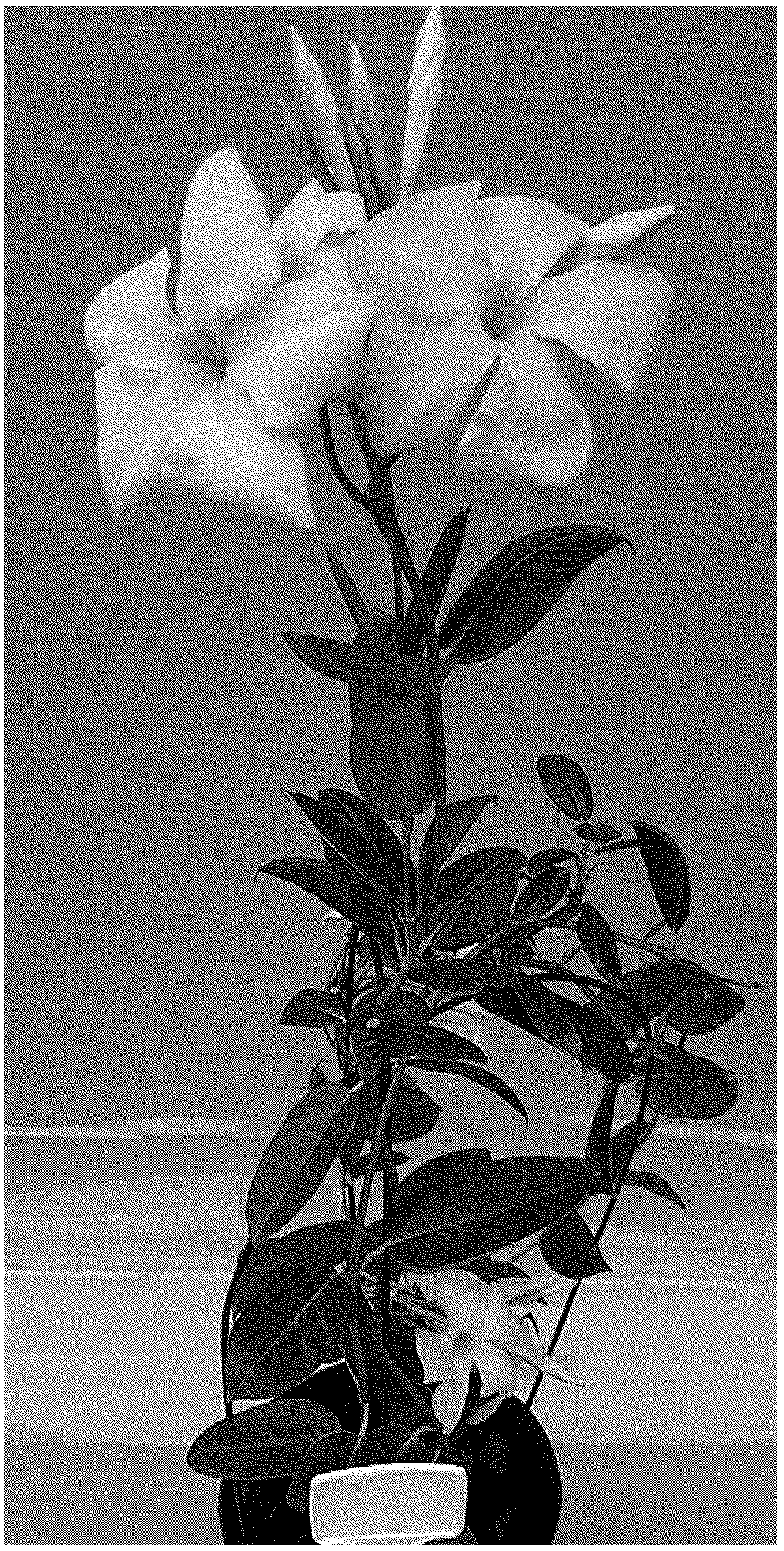 Patent USPP037091 — Mandevilla plant named ‘TVMD599’ — Figure 1