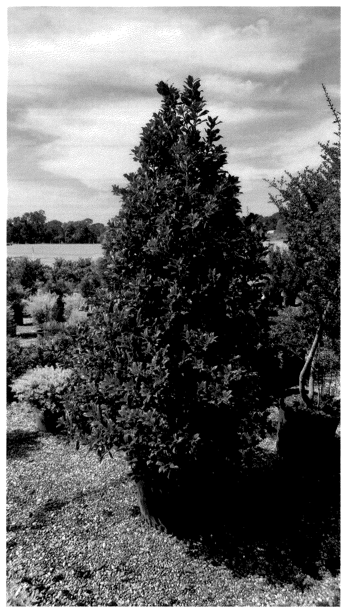 Patent USPP037092 — Ilex plant named ‘ROX’ — Figure 1