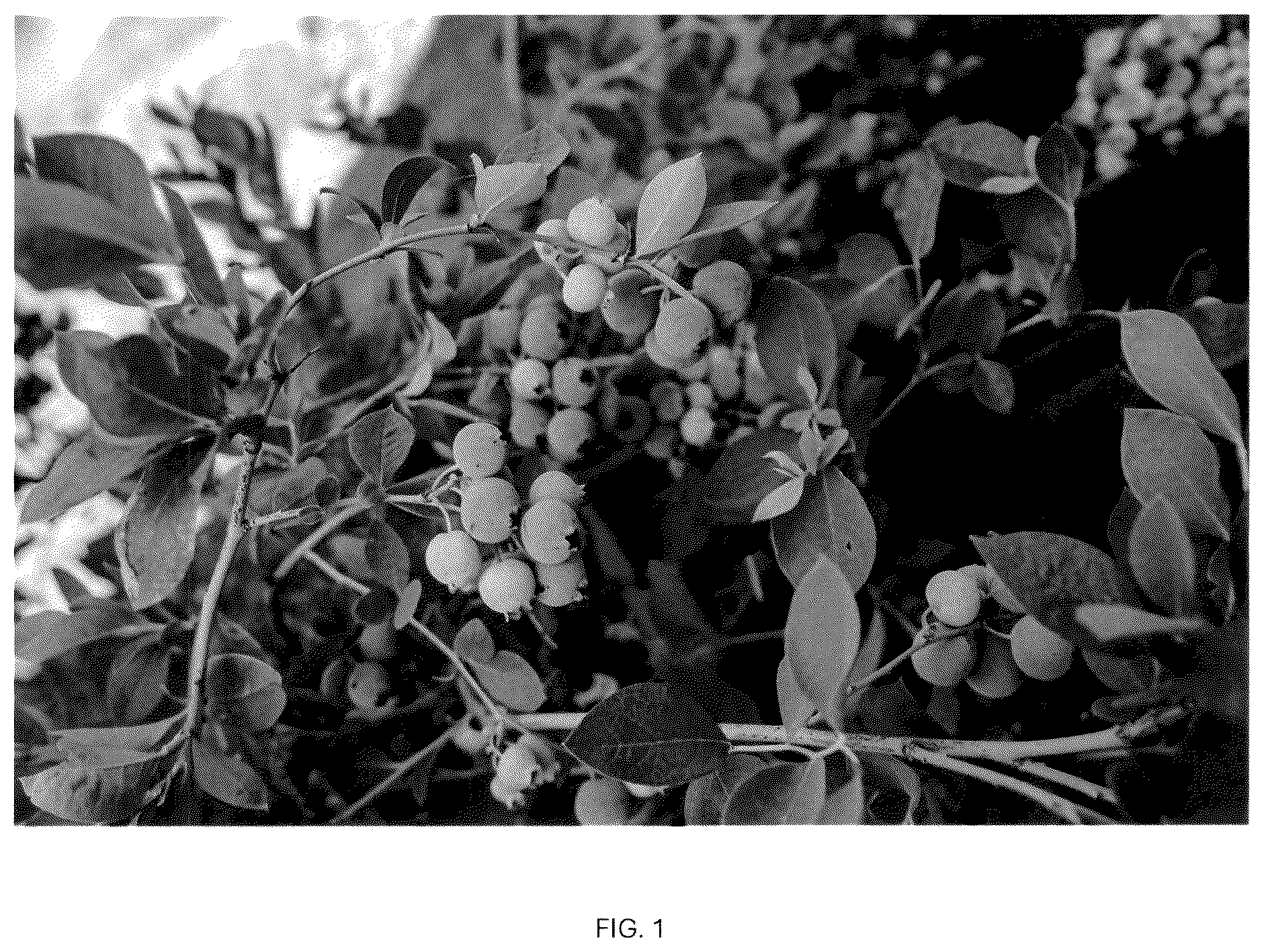 Patent USPP037093 — Blueberry plant named ‘CBG-23-01’ — Figure 1